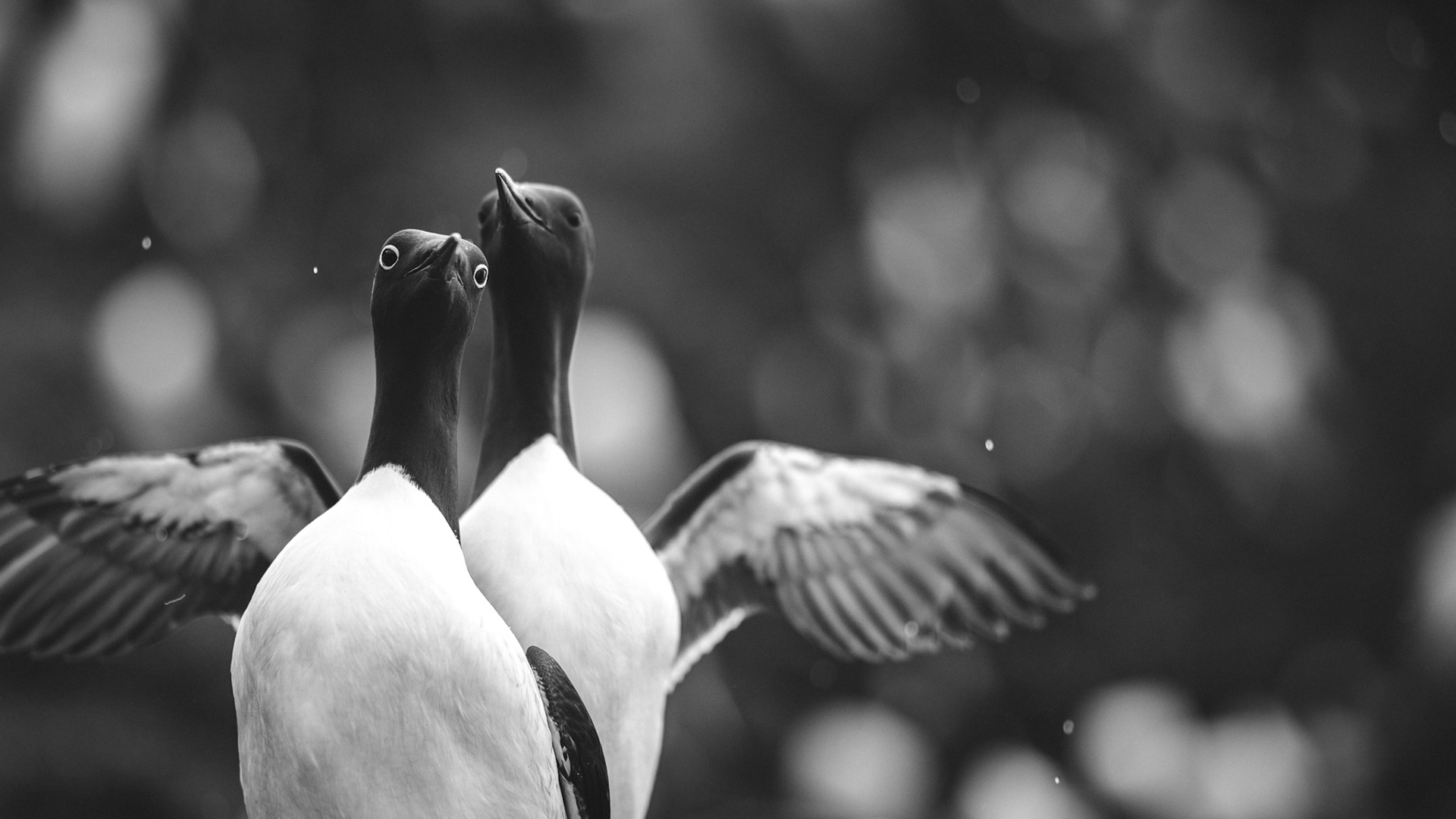 Common guillemot
