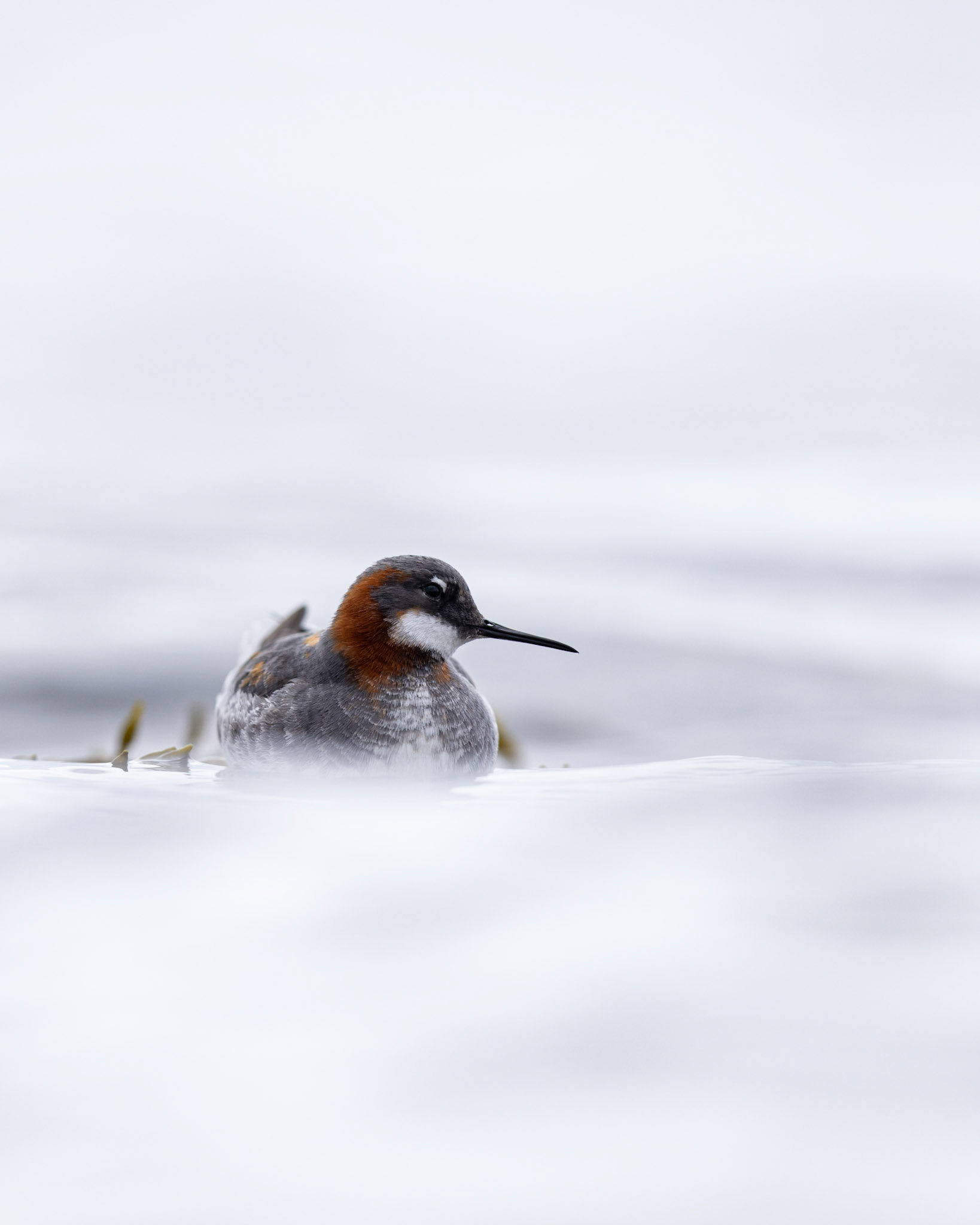Red-necked phalarope