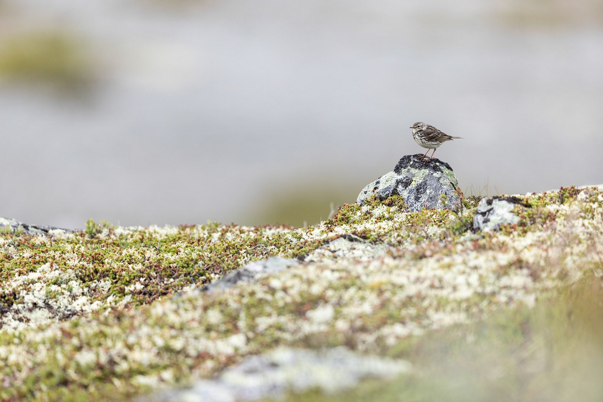 Meadow pipit