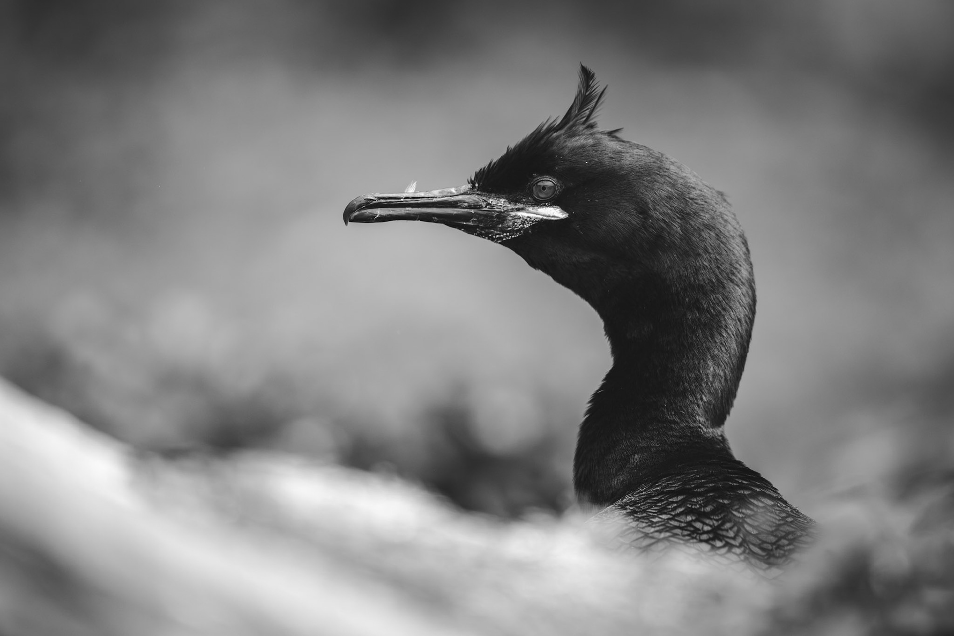 European shag