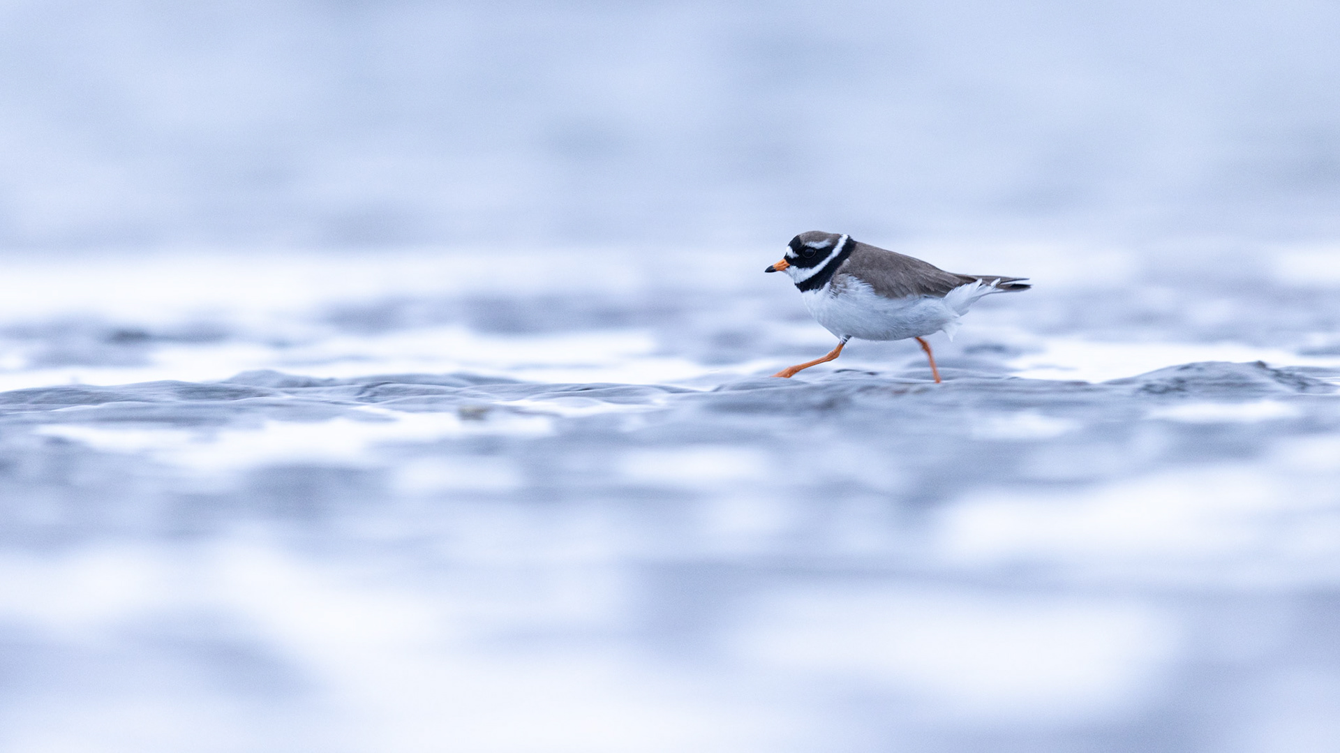 Common ringed plover