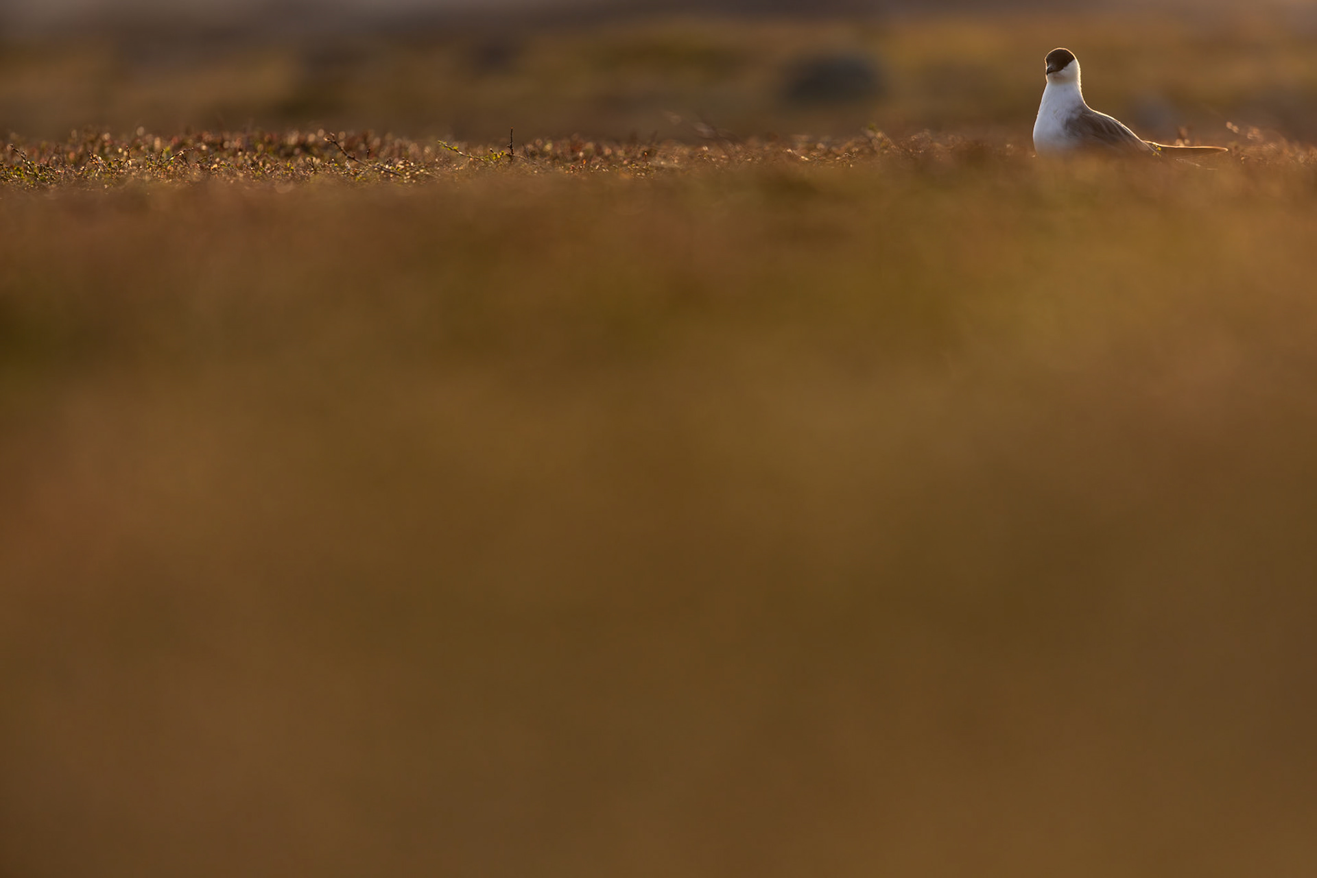Long-tailed skua