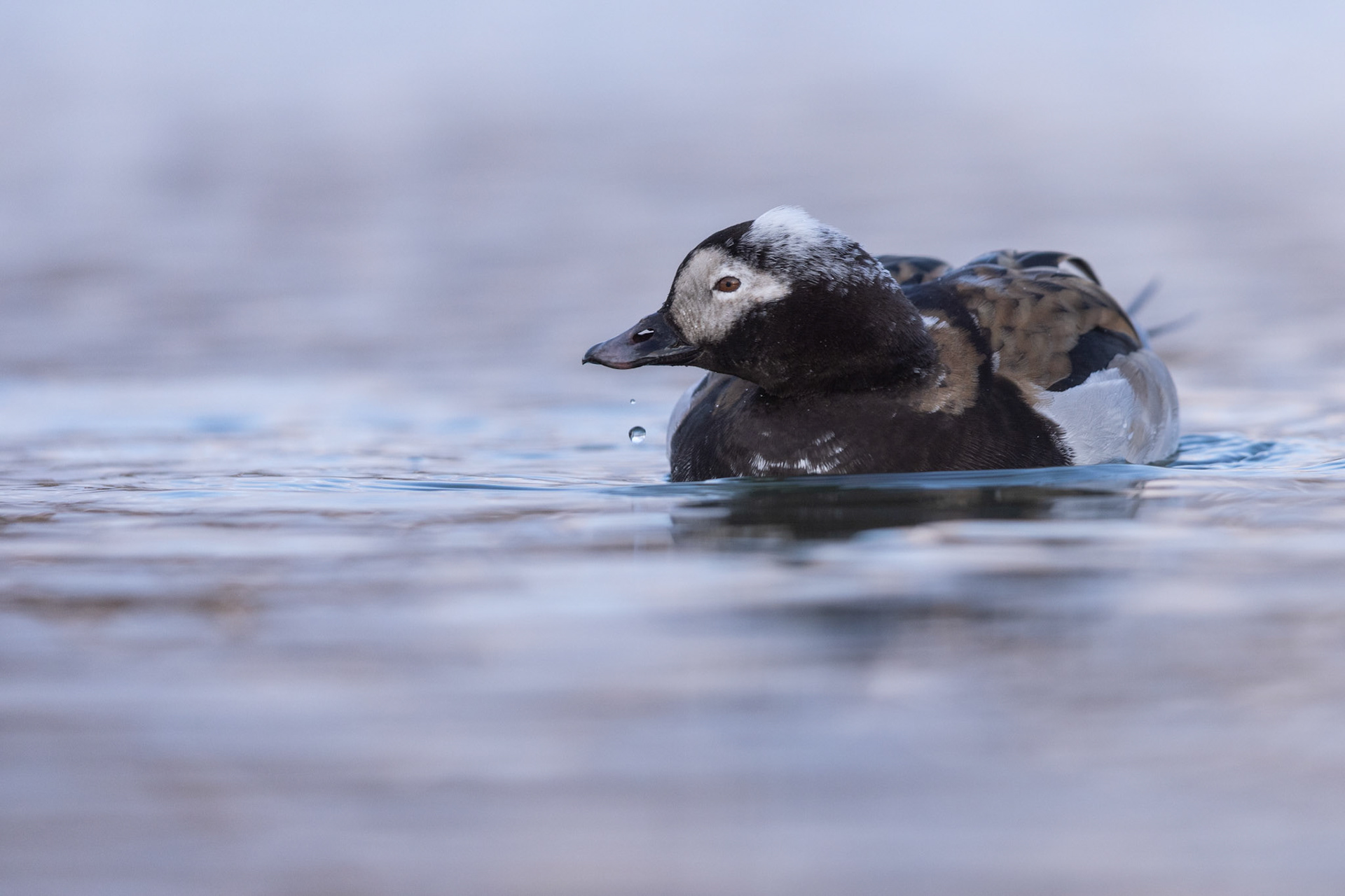 Long-tailed duck