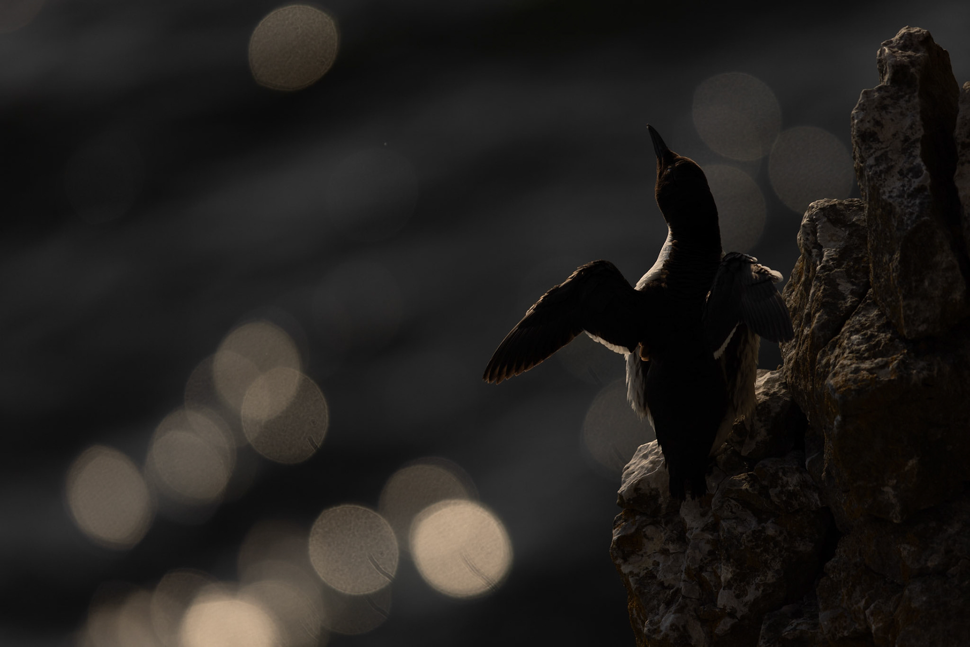 Common guillemot