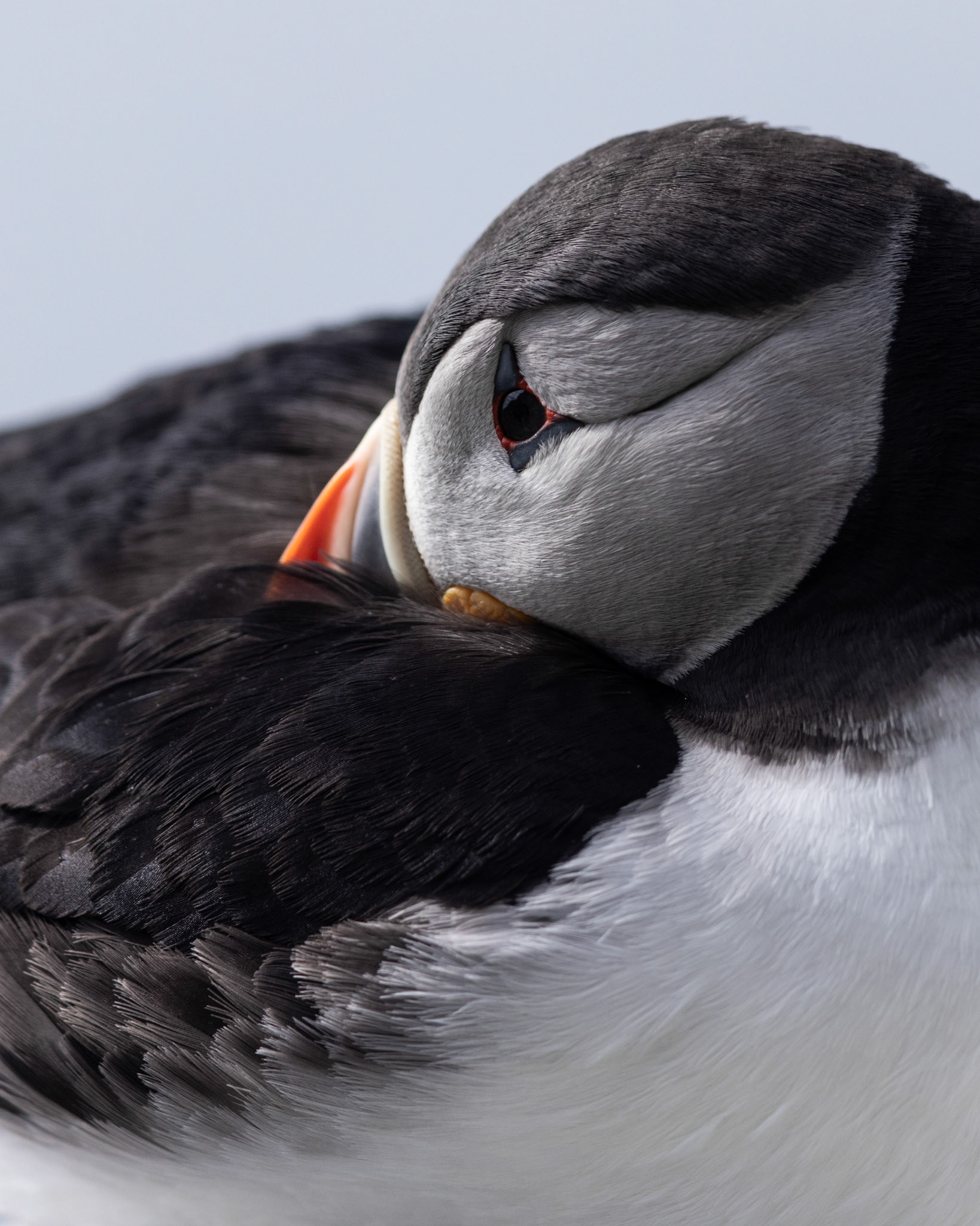 Puffin