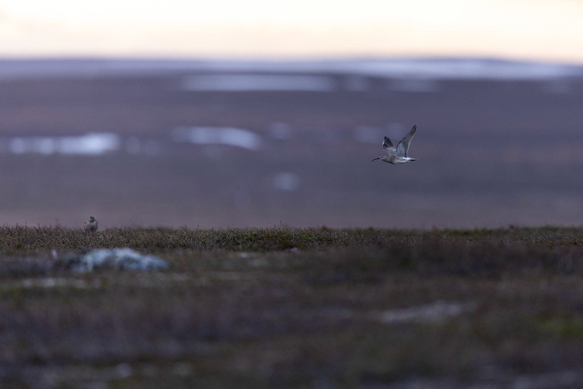 Whimbrel