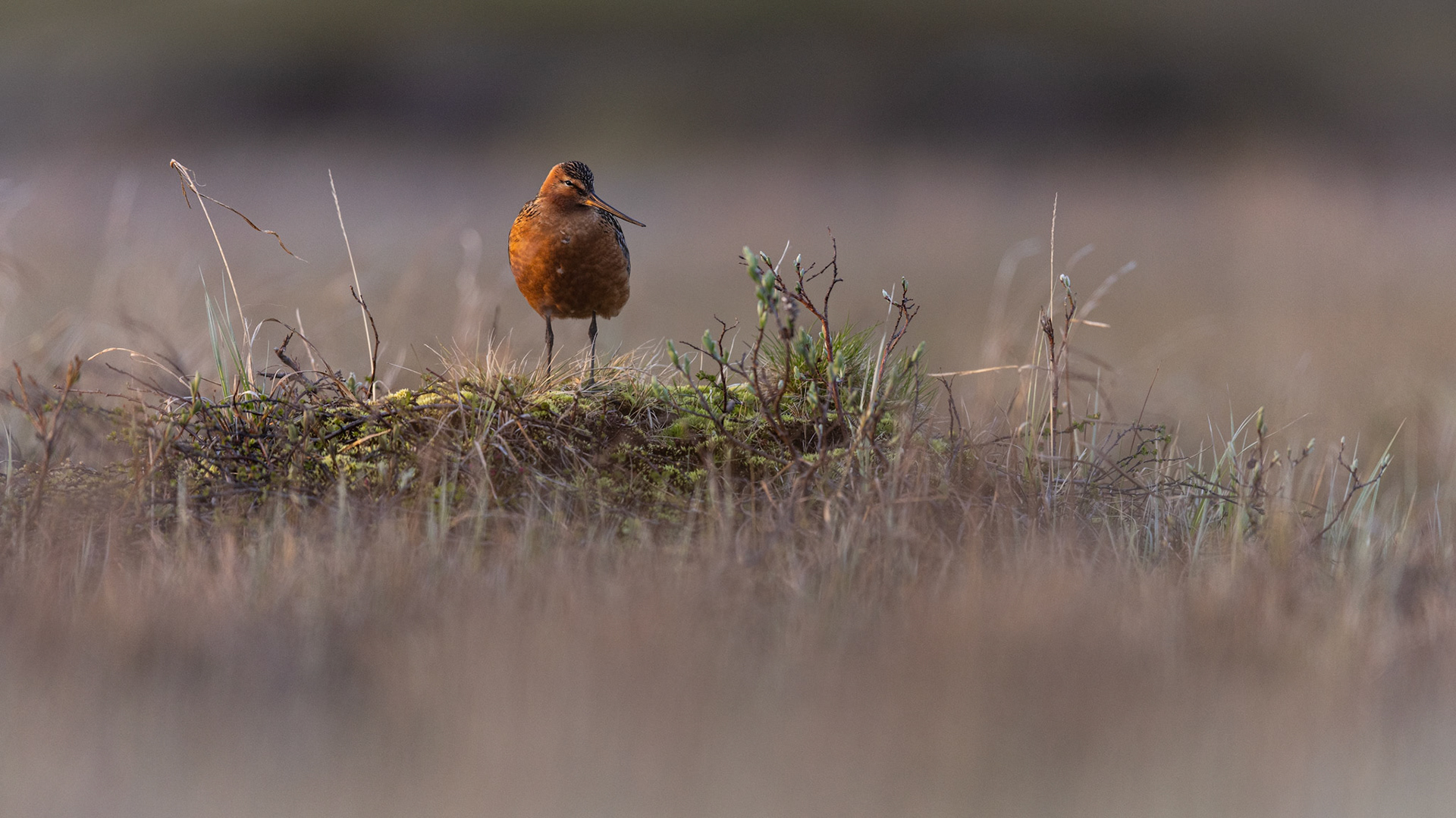 Bar-tailed godwit