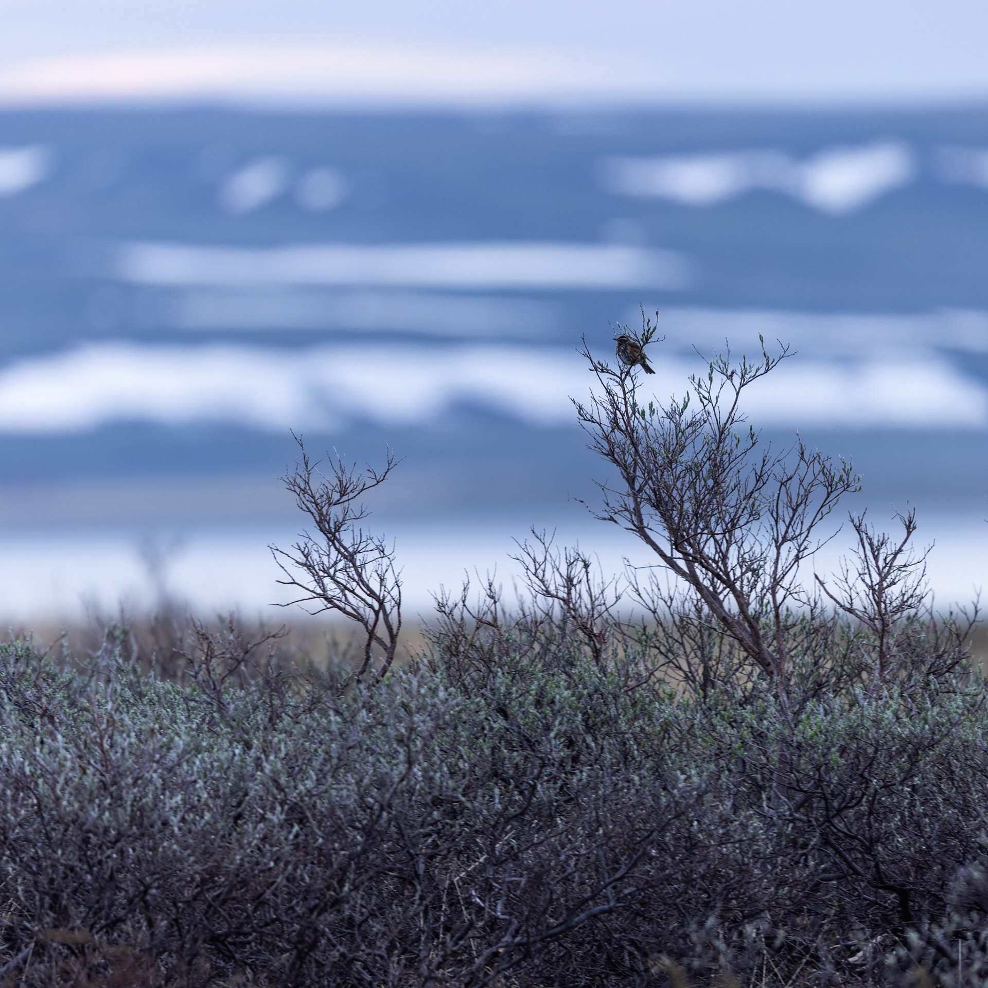 Redwing