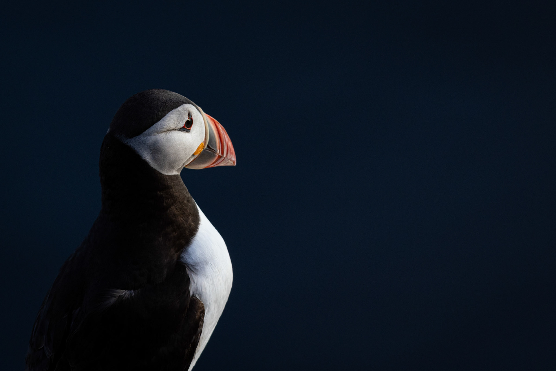 Puffin