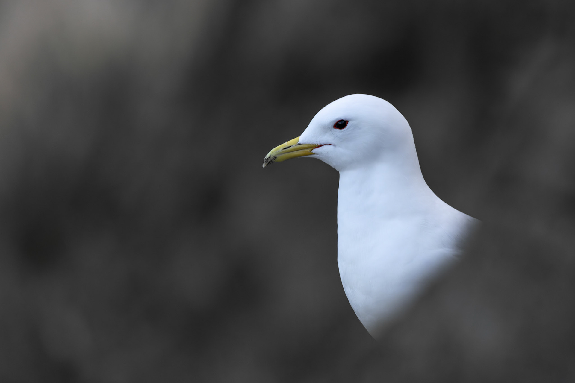 Black-legged kittiwake