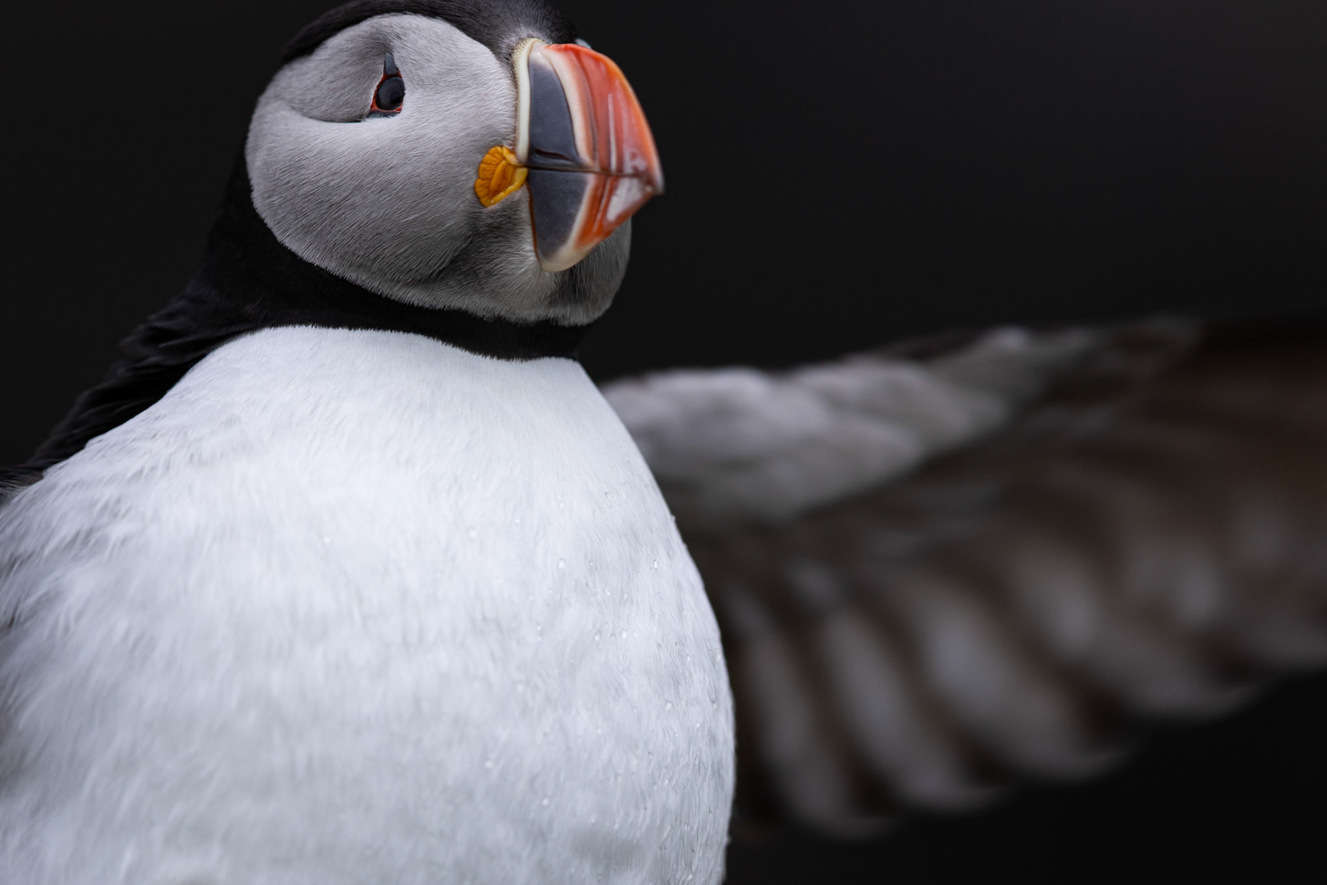 Puffin