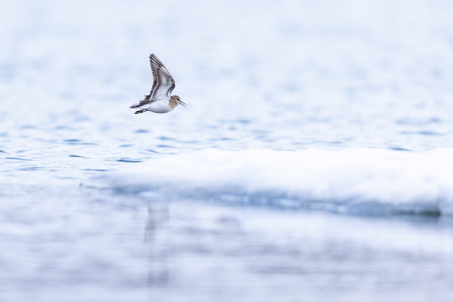 Temmincks stint