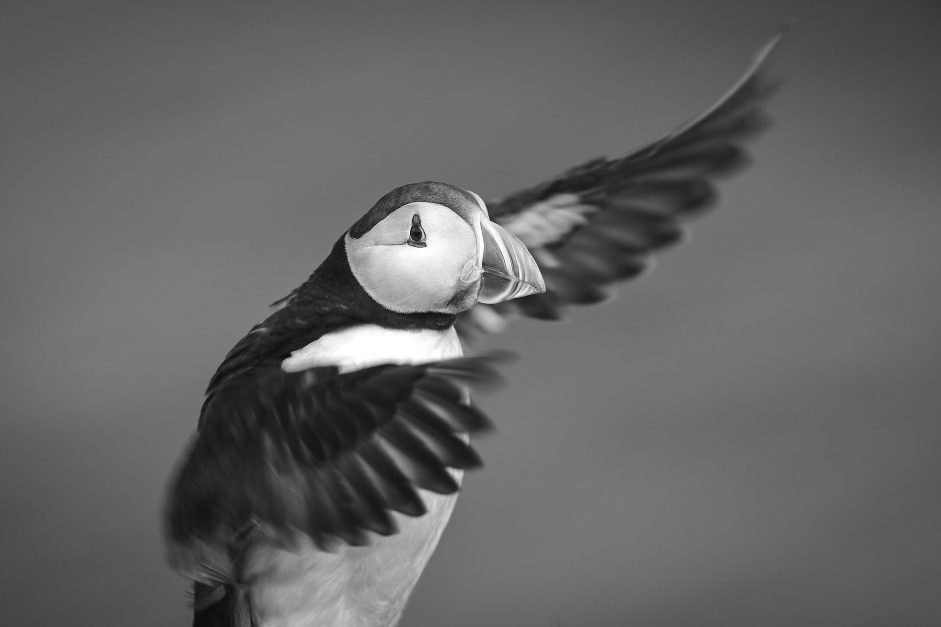 Puffin