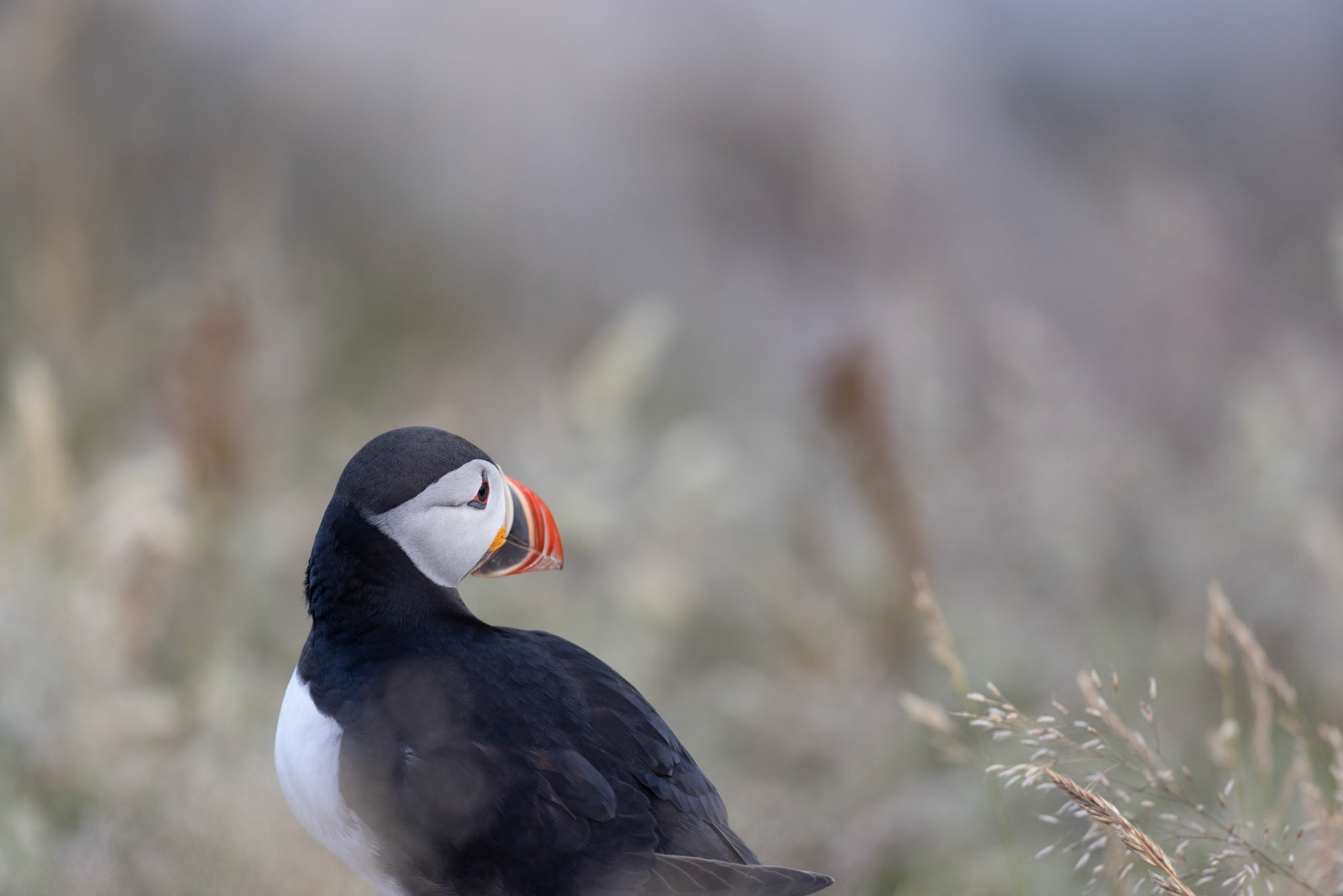 Puffin