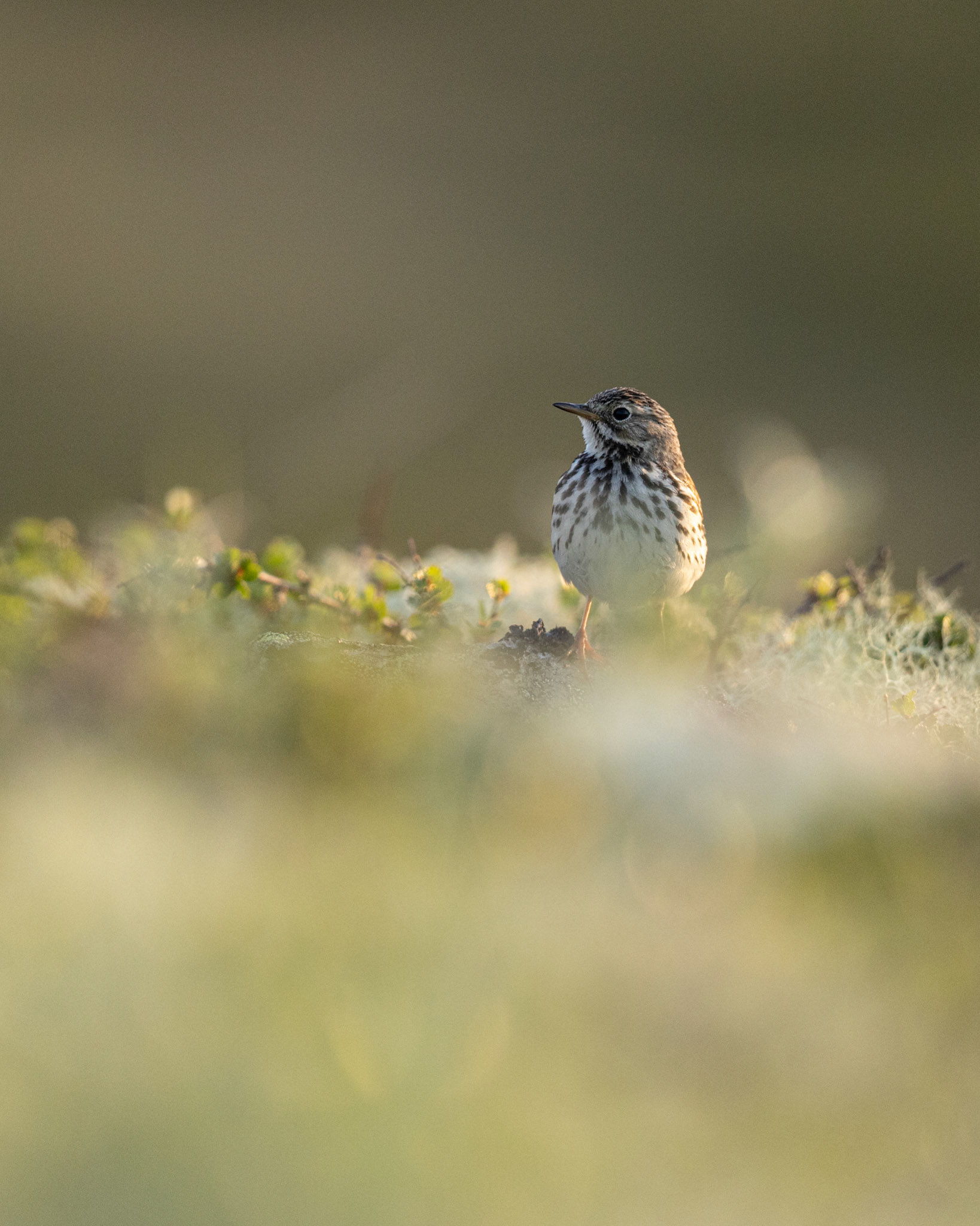 Meadow pipit