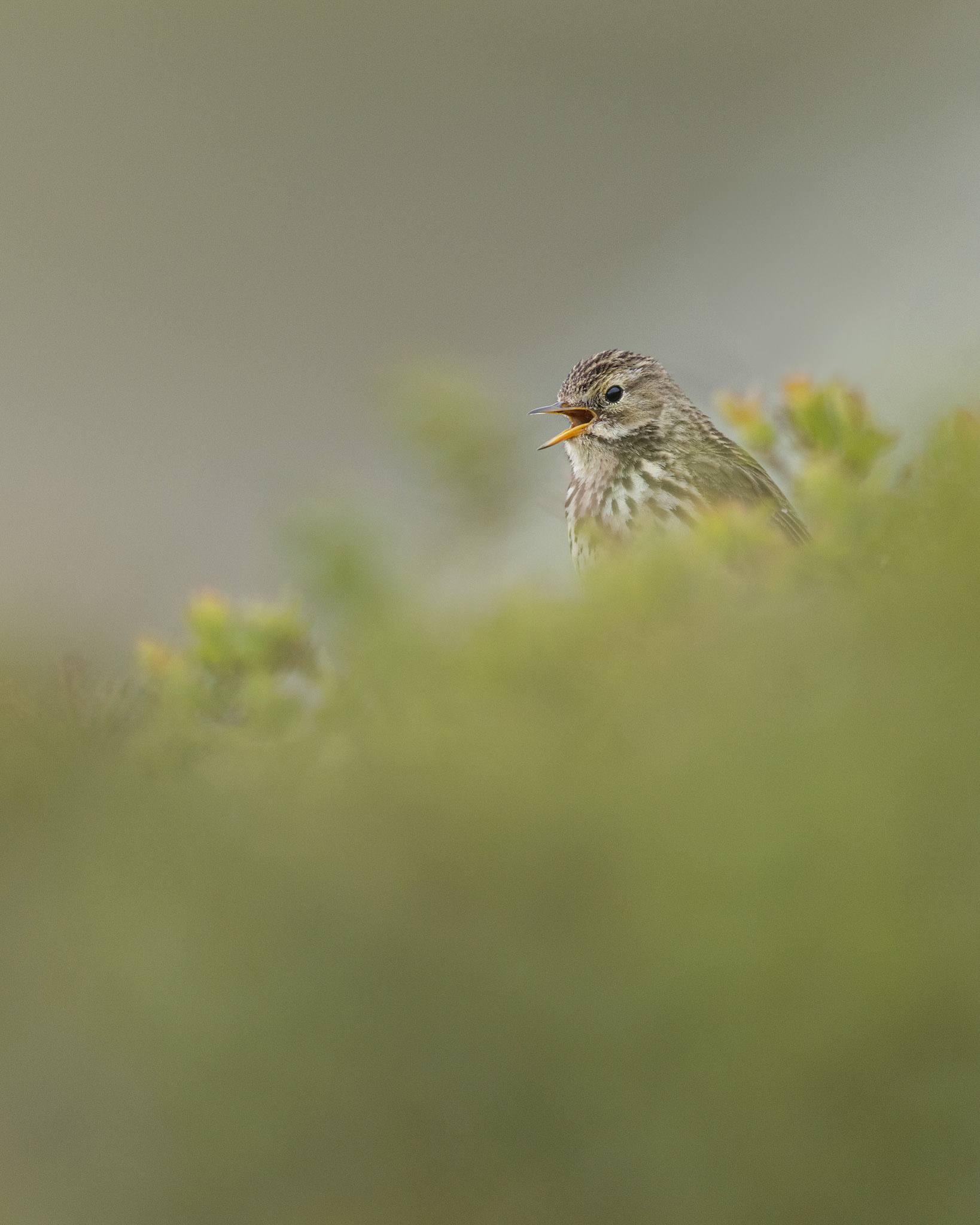 Meadow pipit
