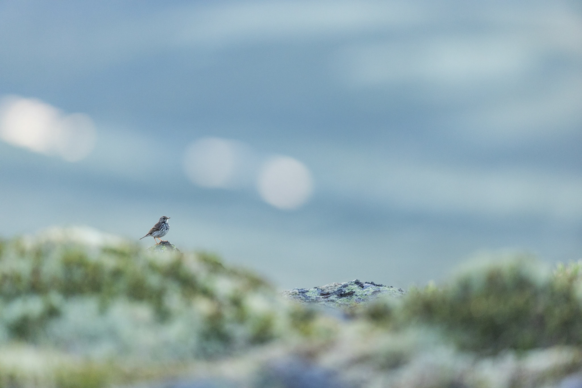 Meadow pipit