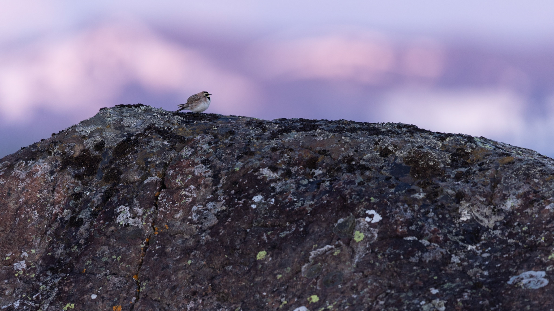 Horned lark