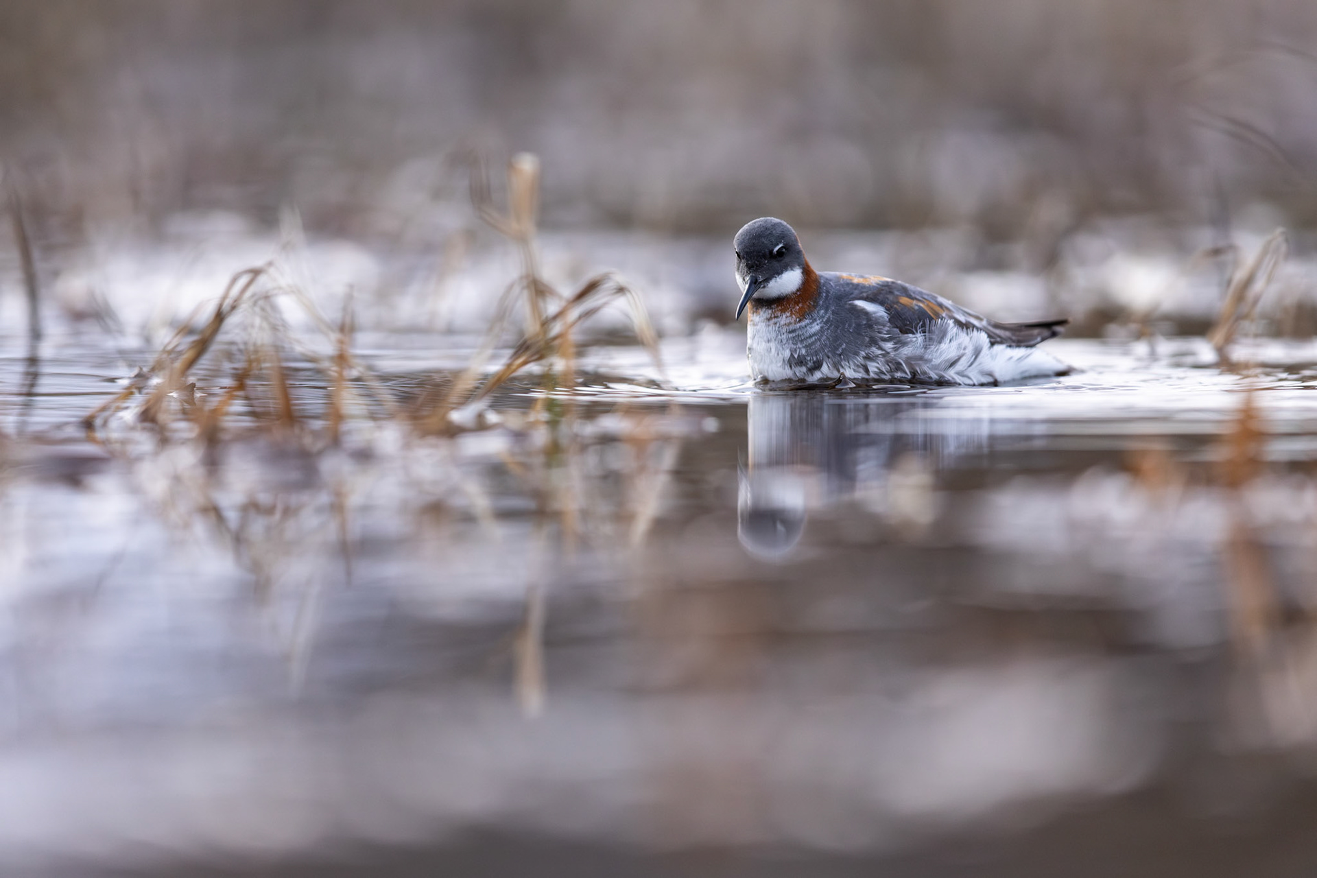 Red-necked phalarope