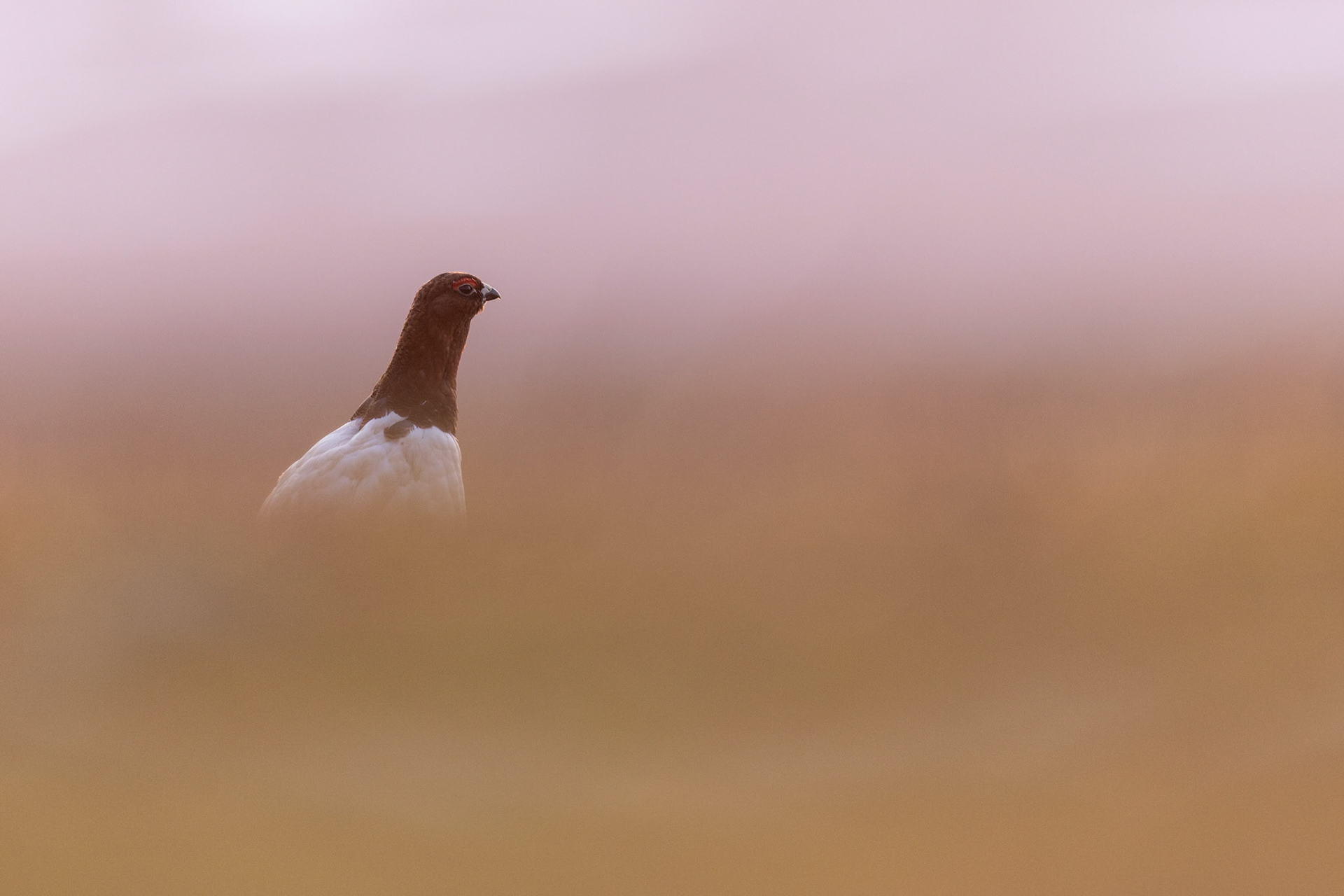 Willow grouse