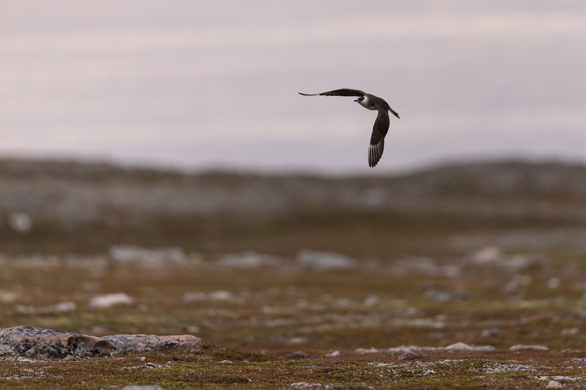 Long-tailed skua