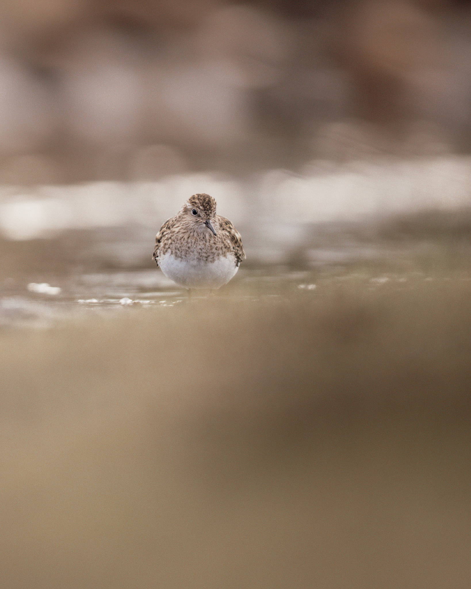 Temmincks stint