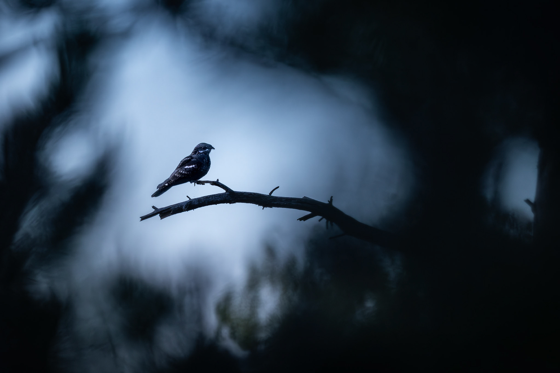 Welcoming the dark