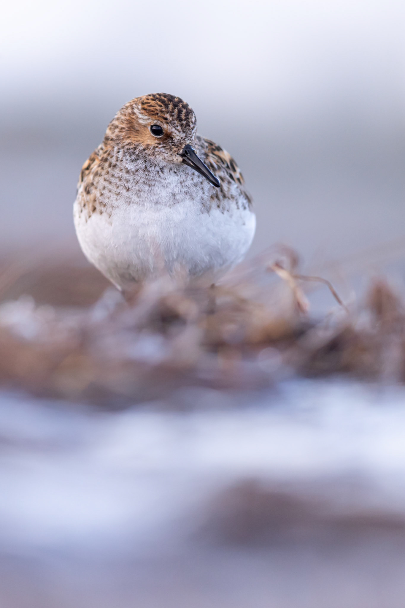 Little stint