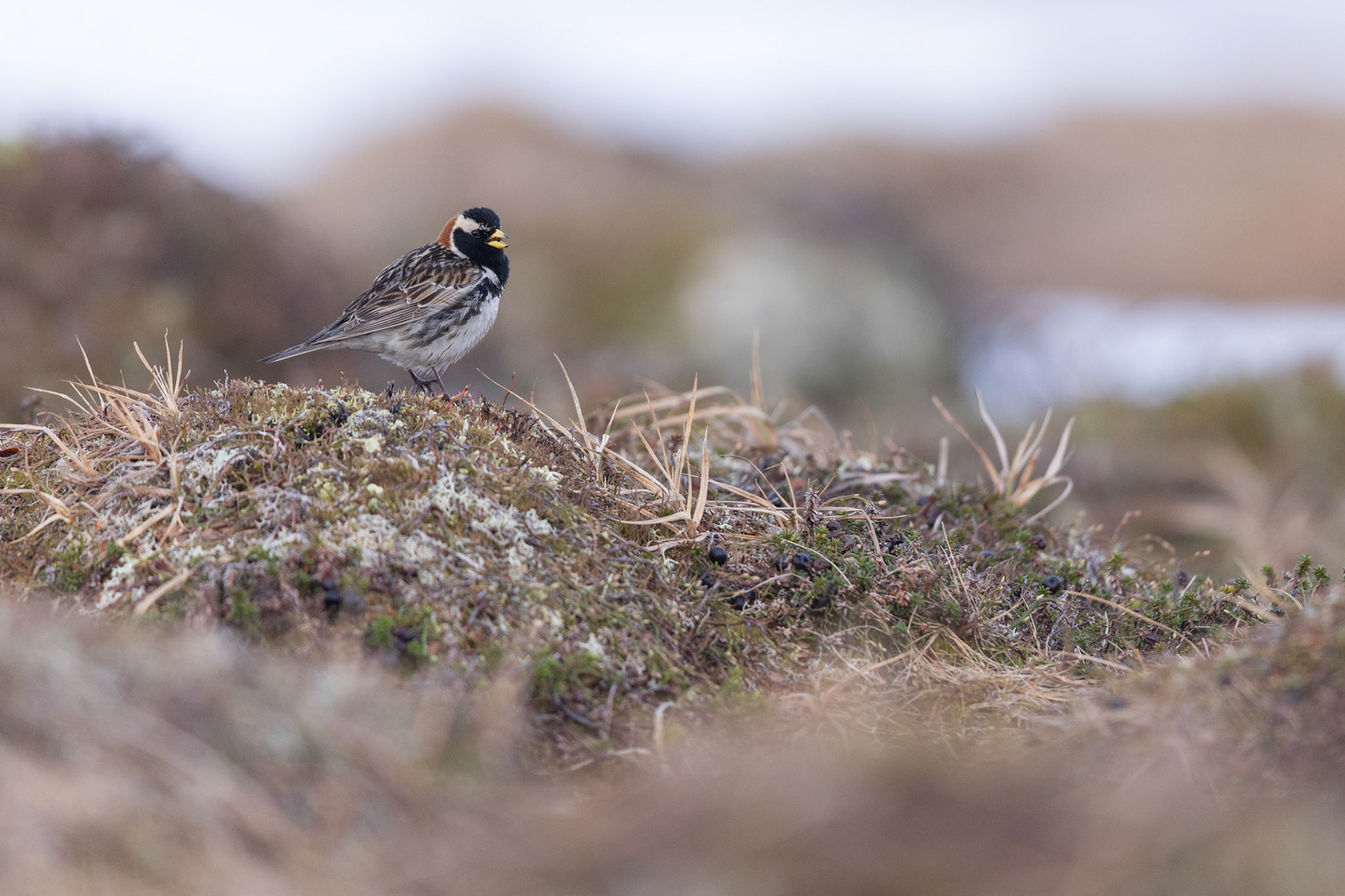 Lapland longspur