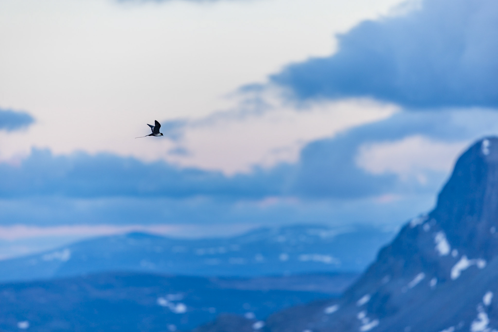 Arctic skua