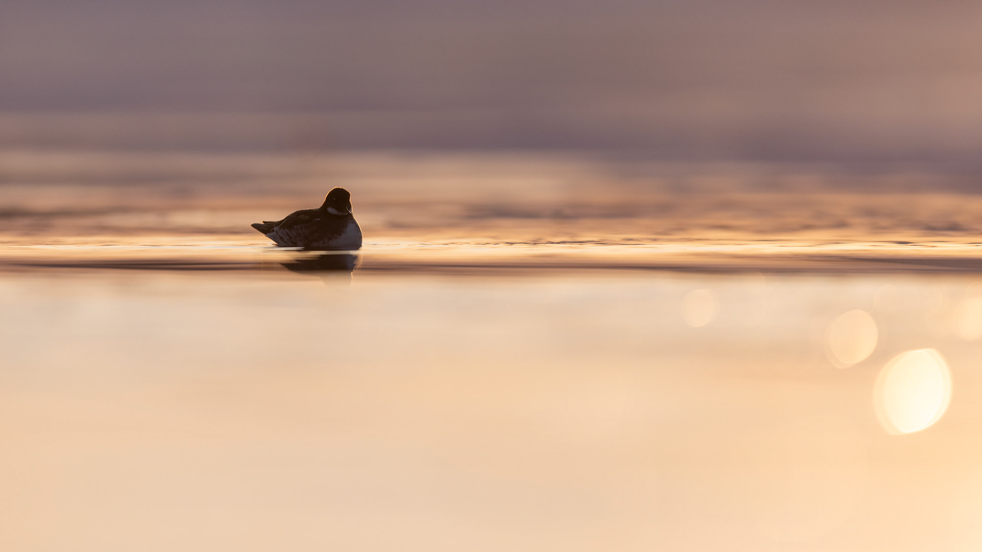 Red-necked phalarope