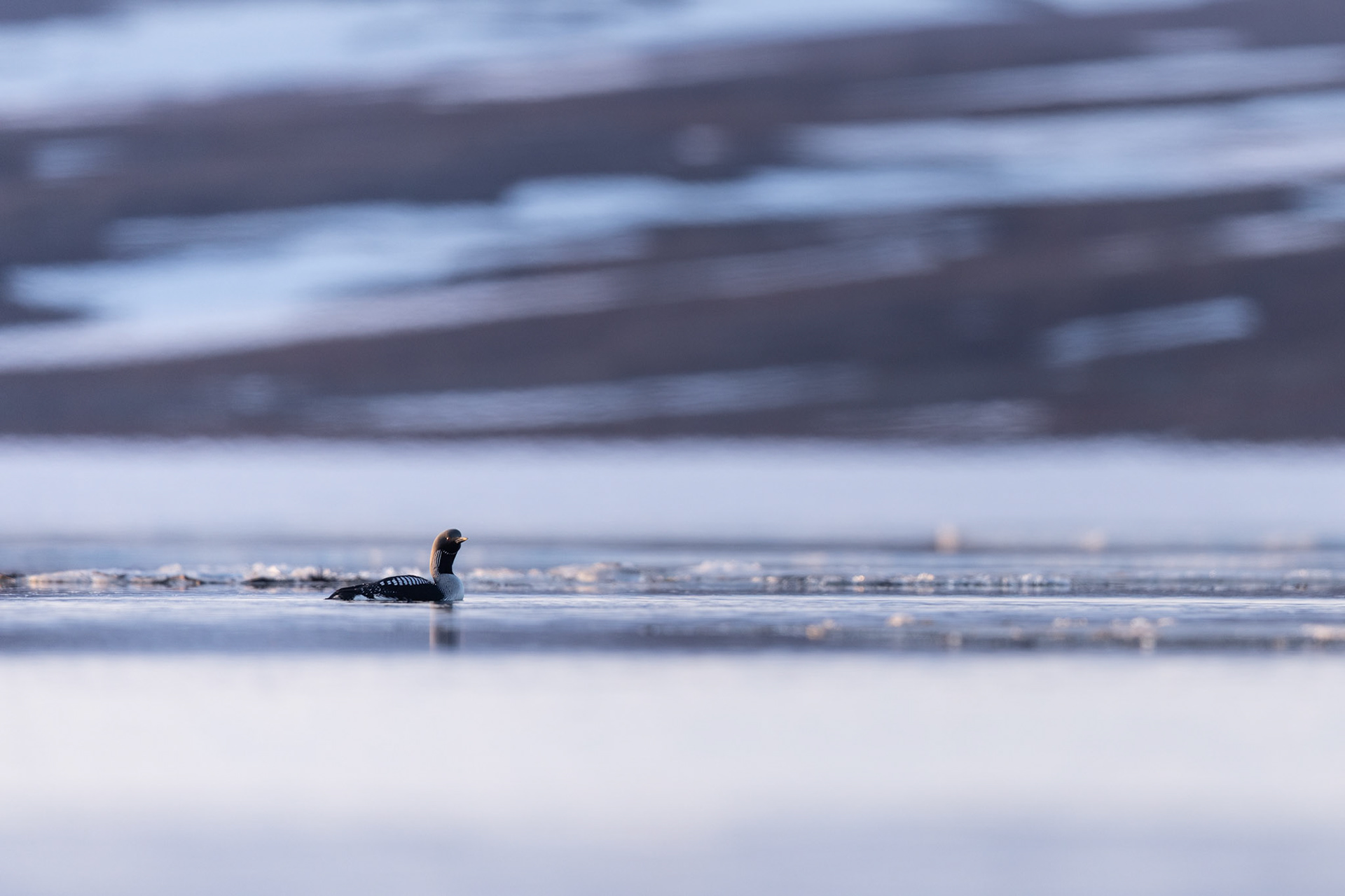Black-throated diver