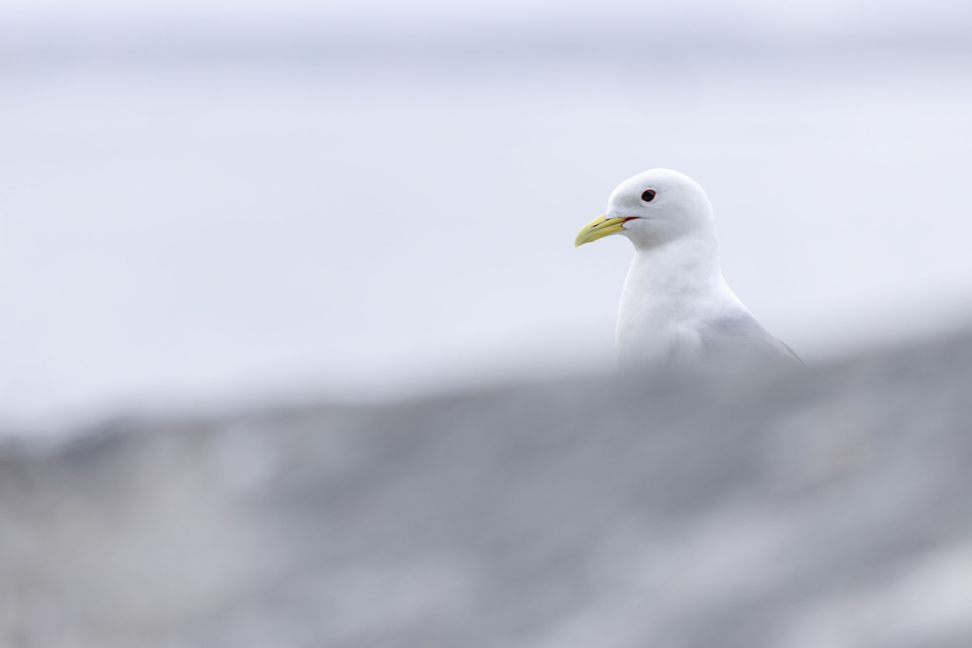 Black-legged kittiwake
