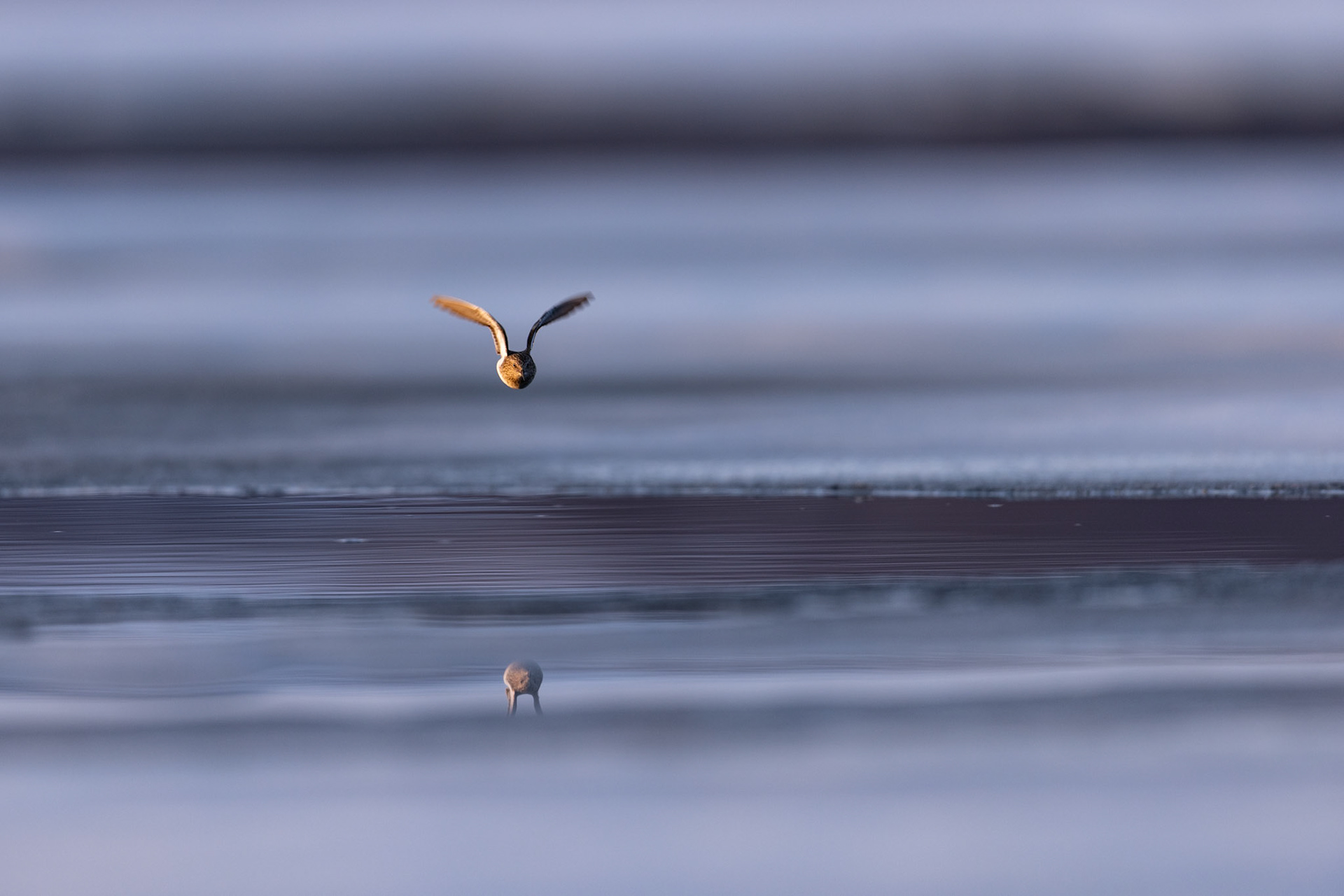 Temmincks stint