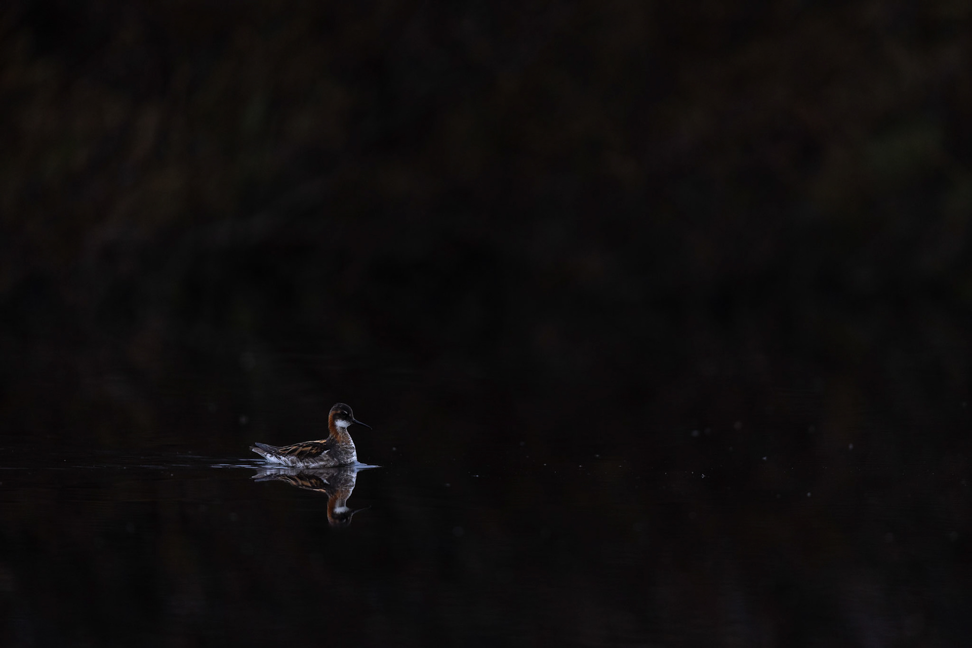 Red-necked phalarope