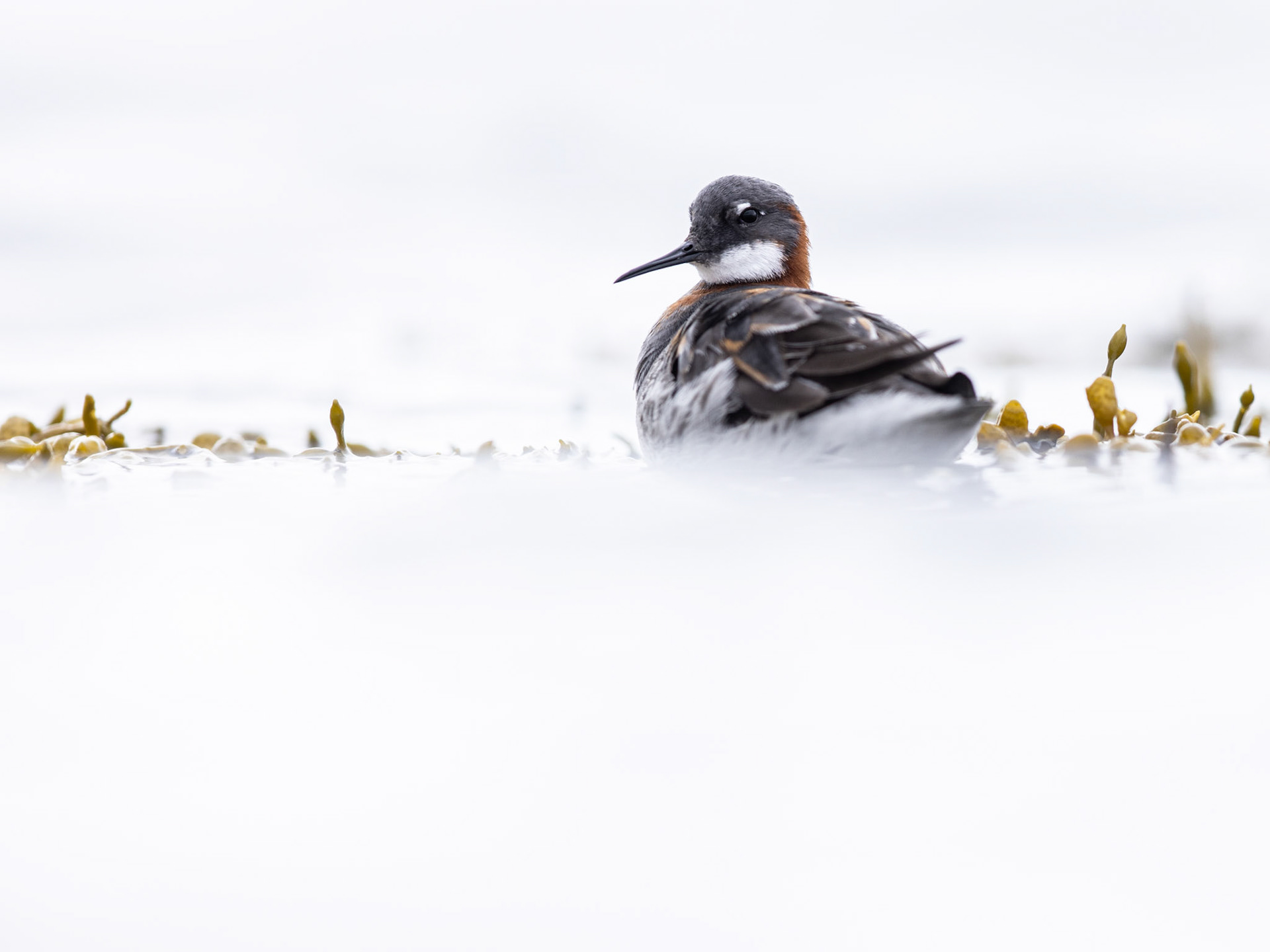 Red-necked phalarope