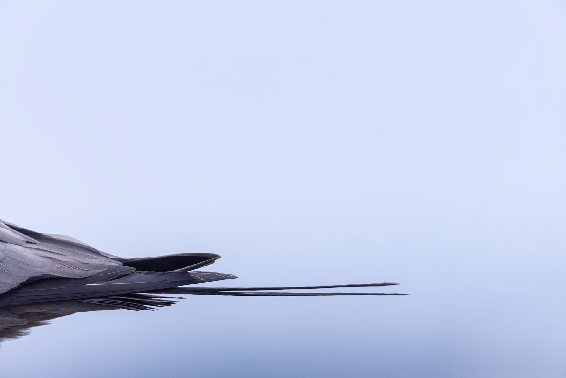 Long-tailed skua