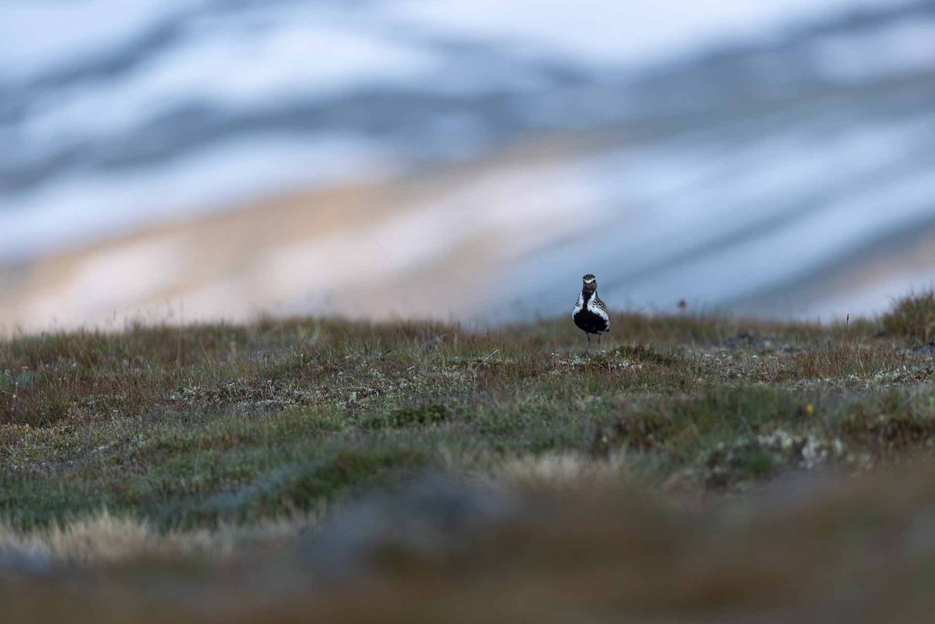 Golden plover