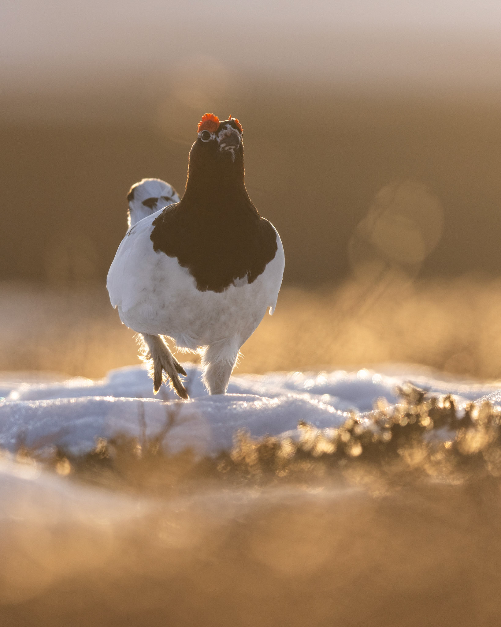 Willow grouse