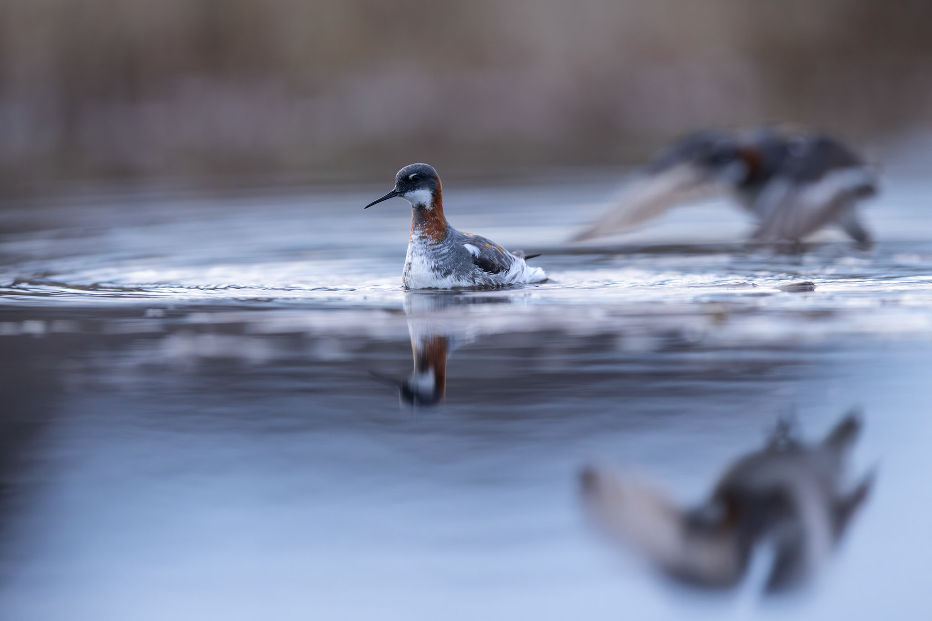 Red-necked phalarope