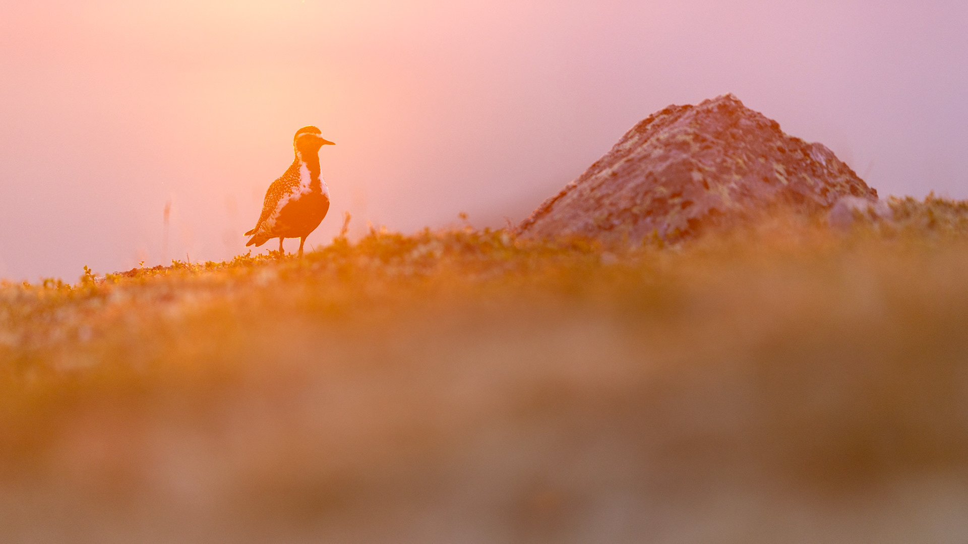 Golden plover