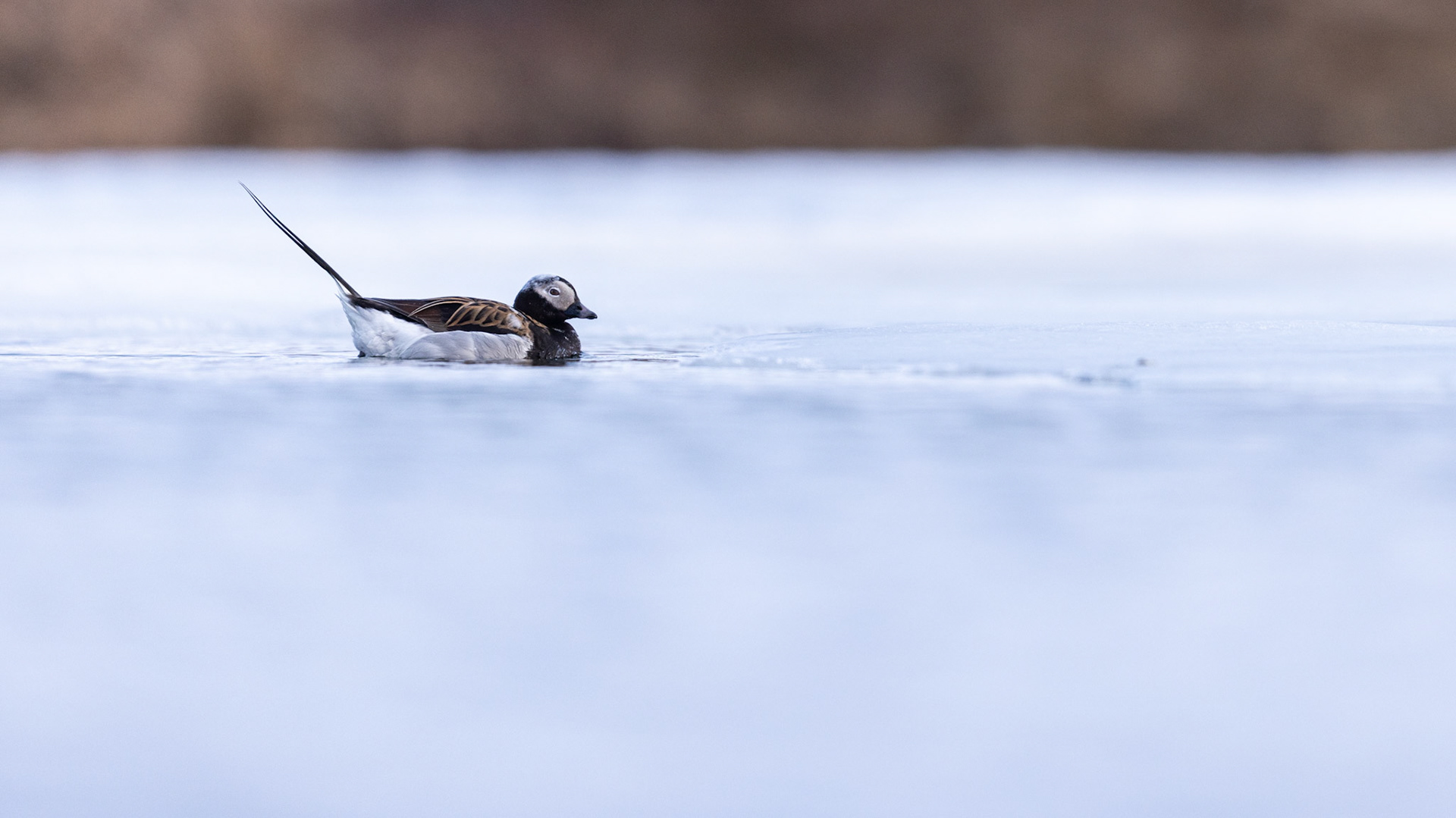 Long-tailed duck