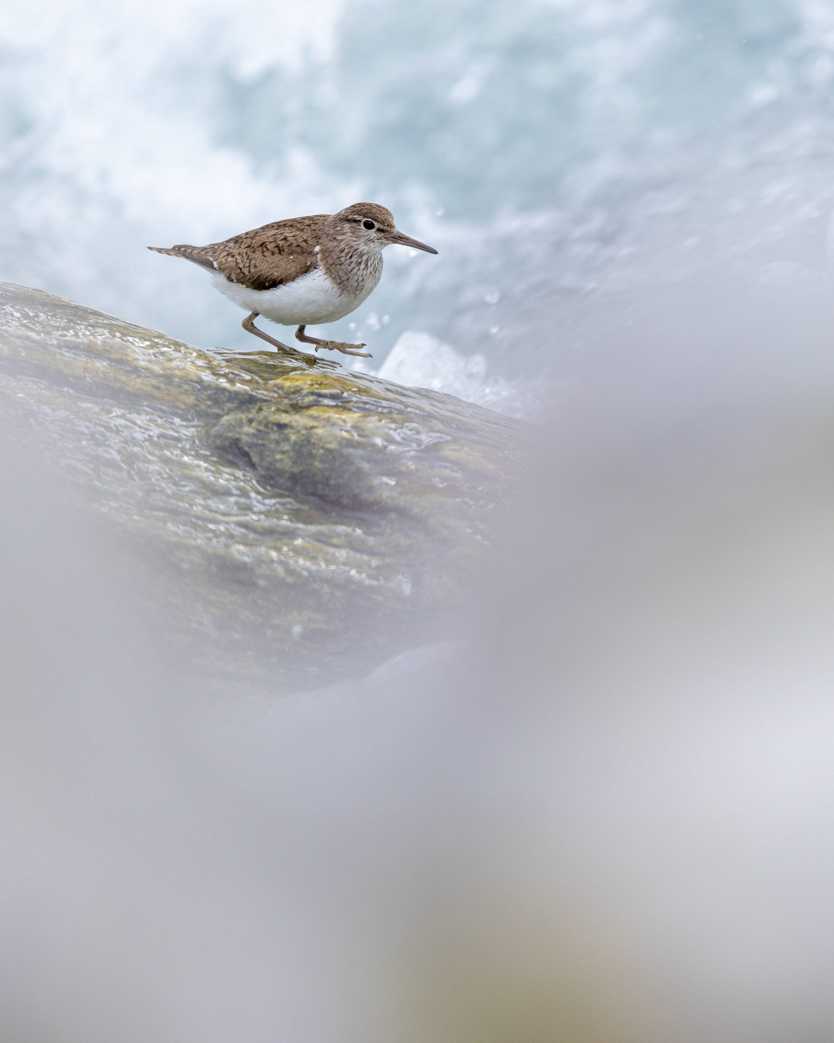 Common sandpiper