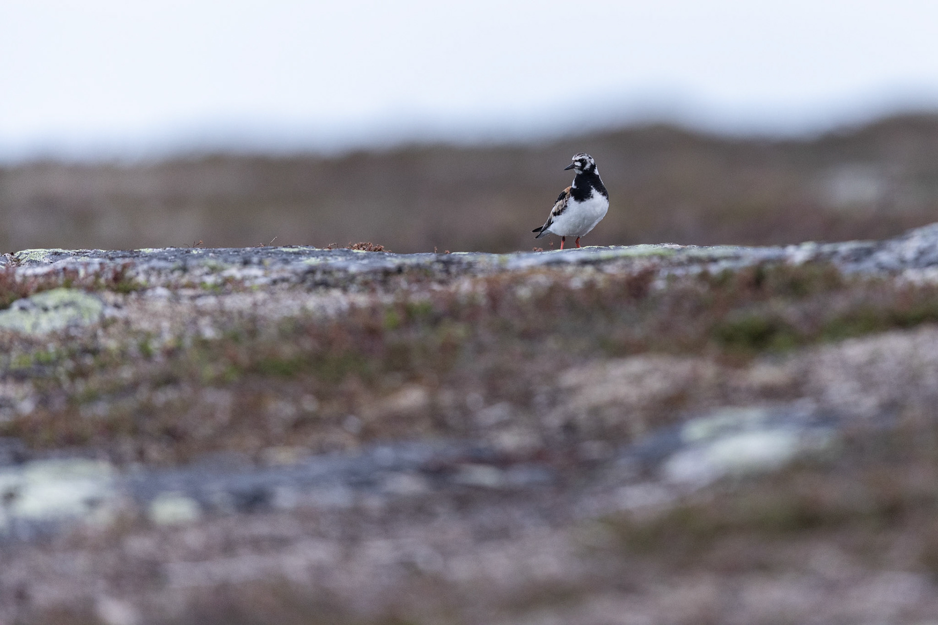 Ruddy turnstone
