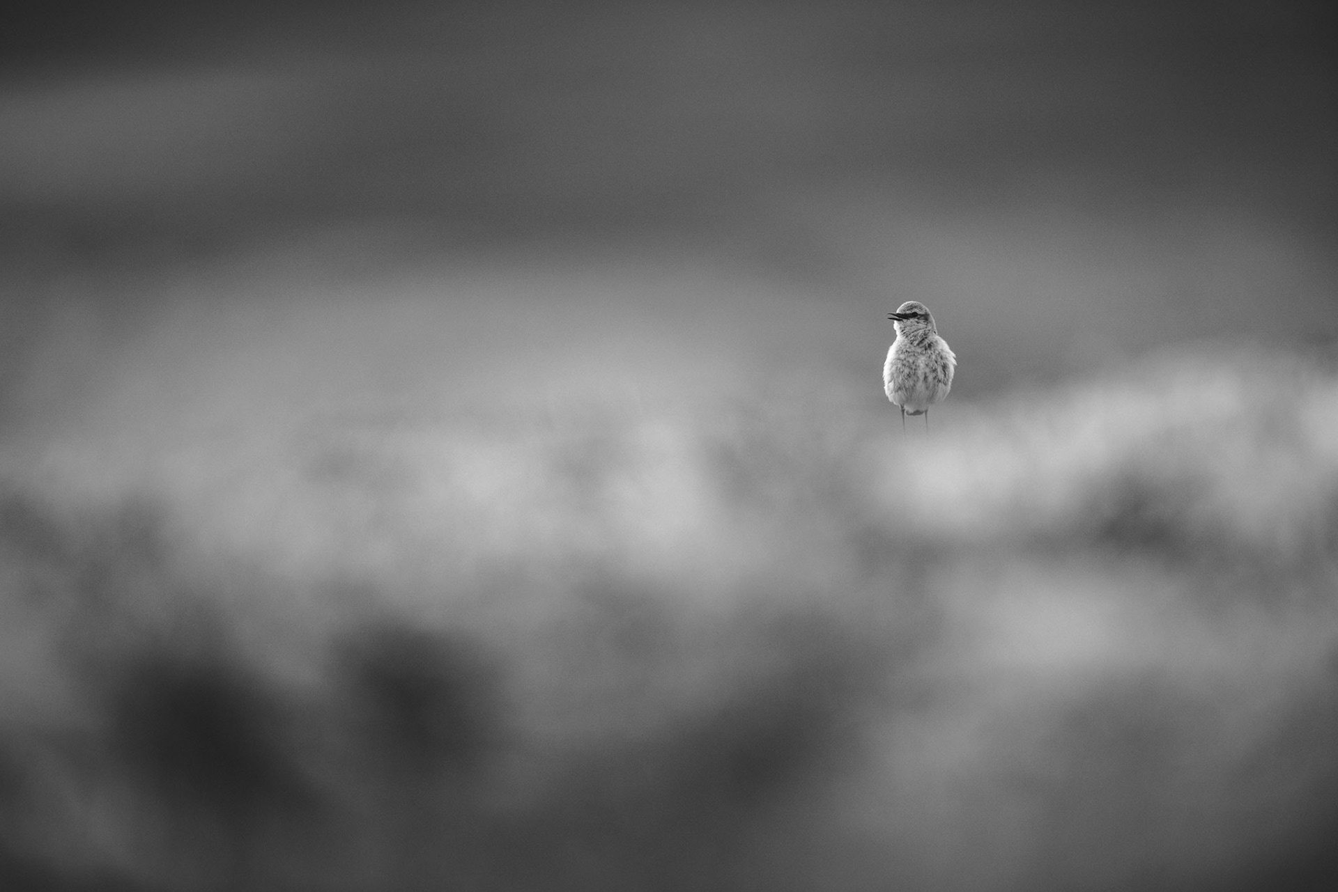 Northern wheatear