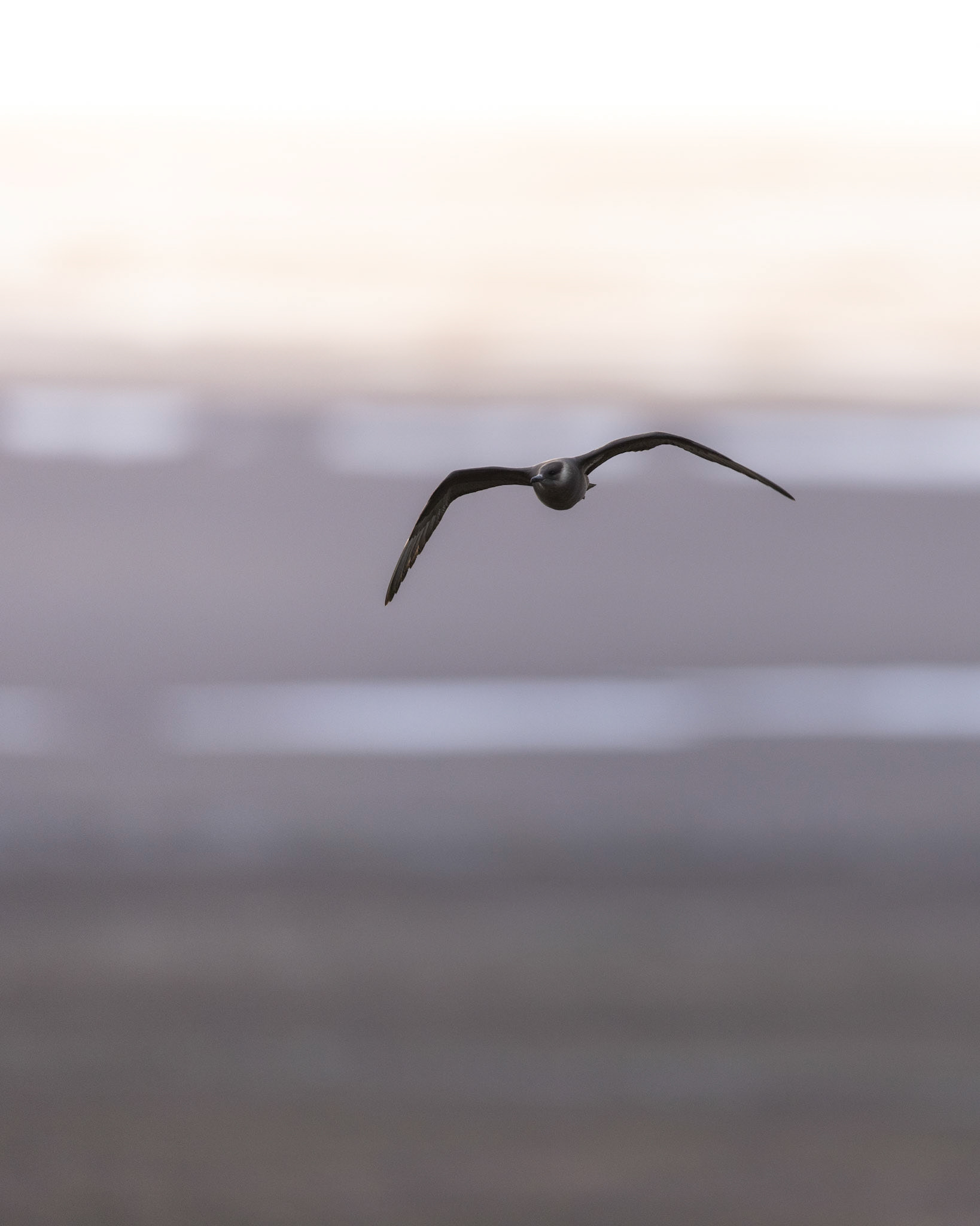 Arctic skua