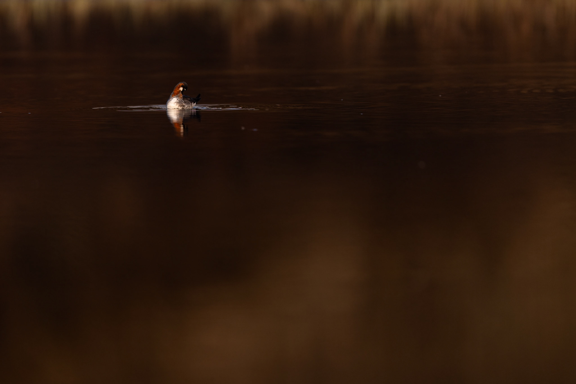 Red-necked phalarope