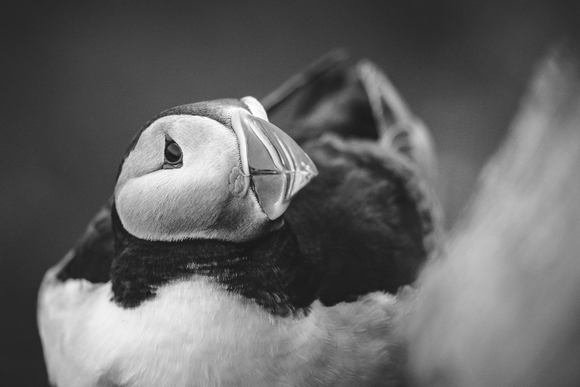 Puffin
