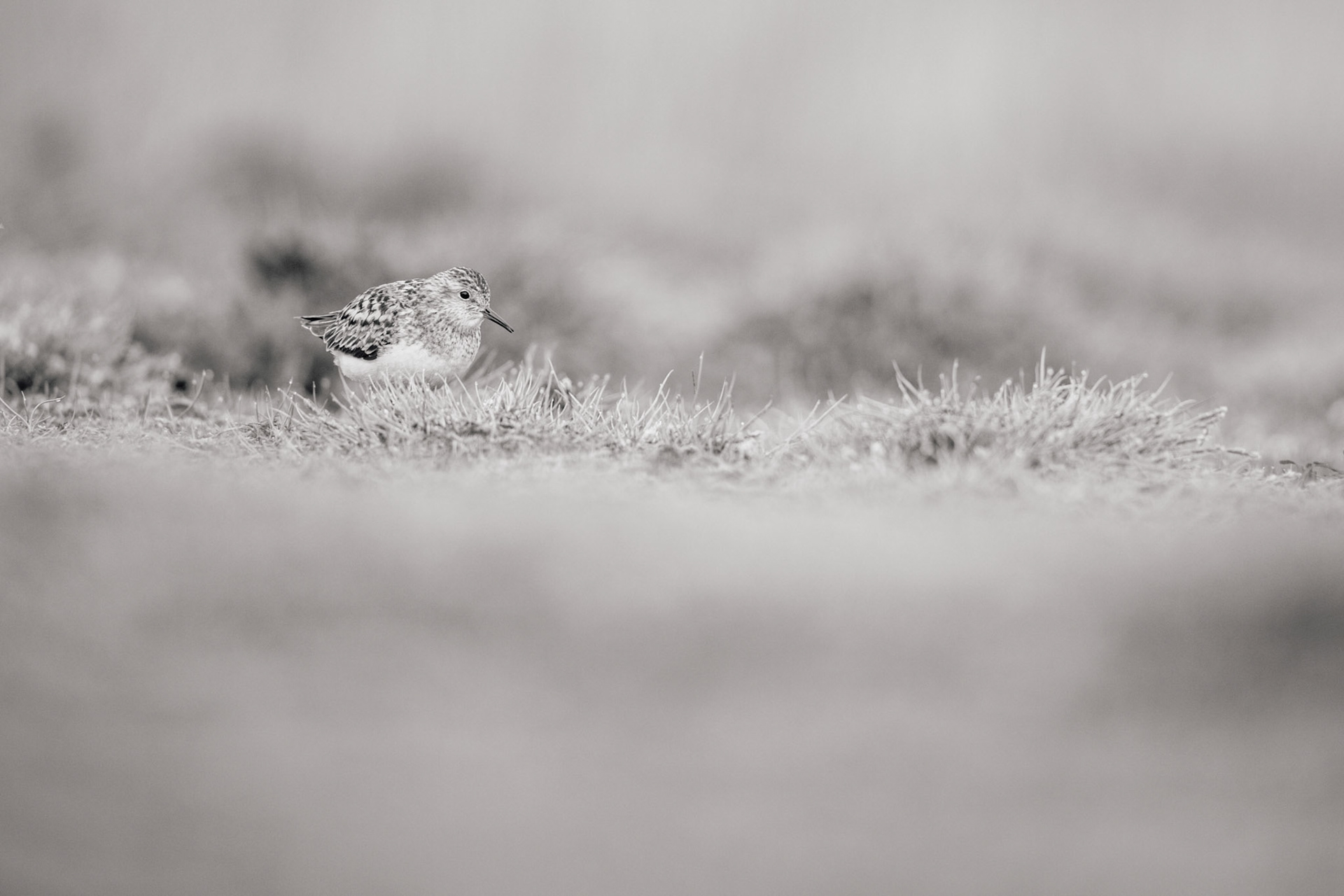 Temmincks stint