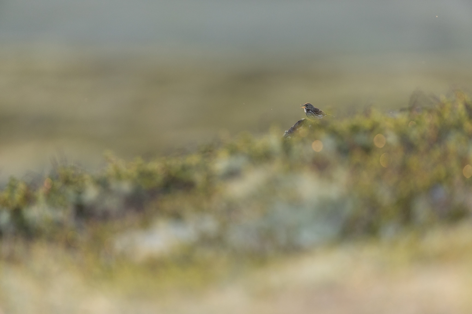 Meadow pipit